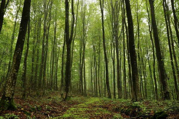 Alberi ad alto fusto nella foresta