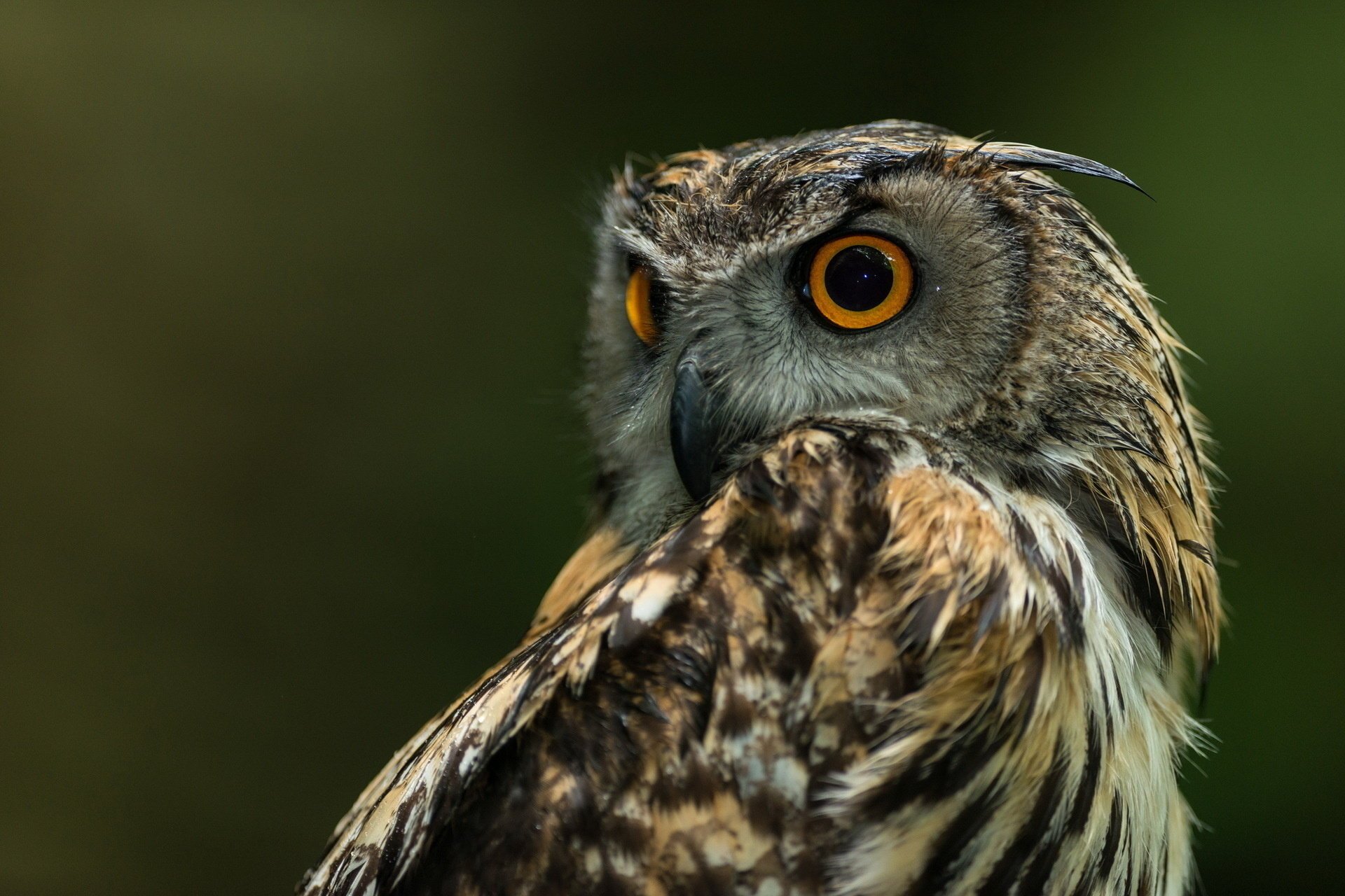 hibou oiseau fond nature