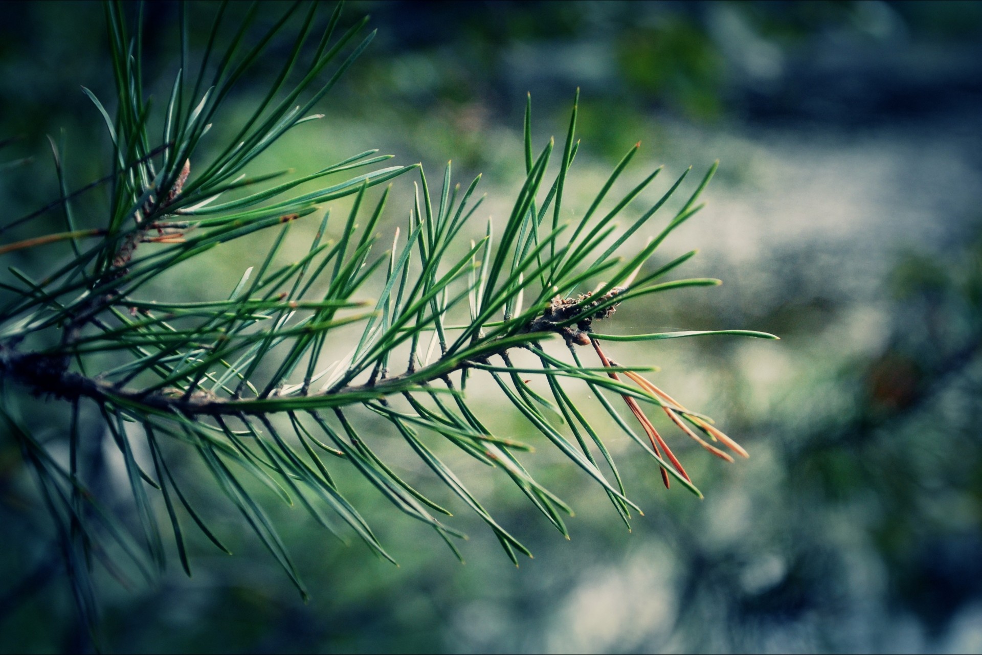 kiefer zweig natur