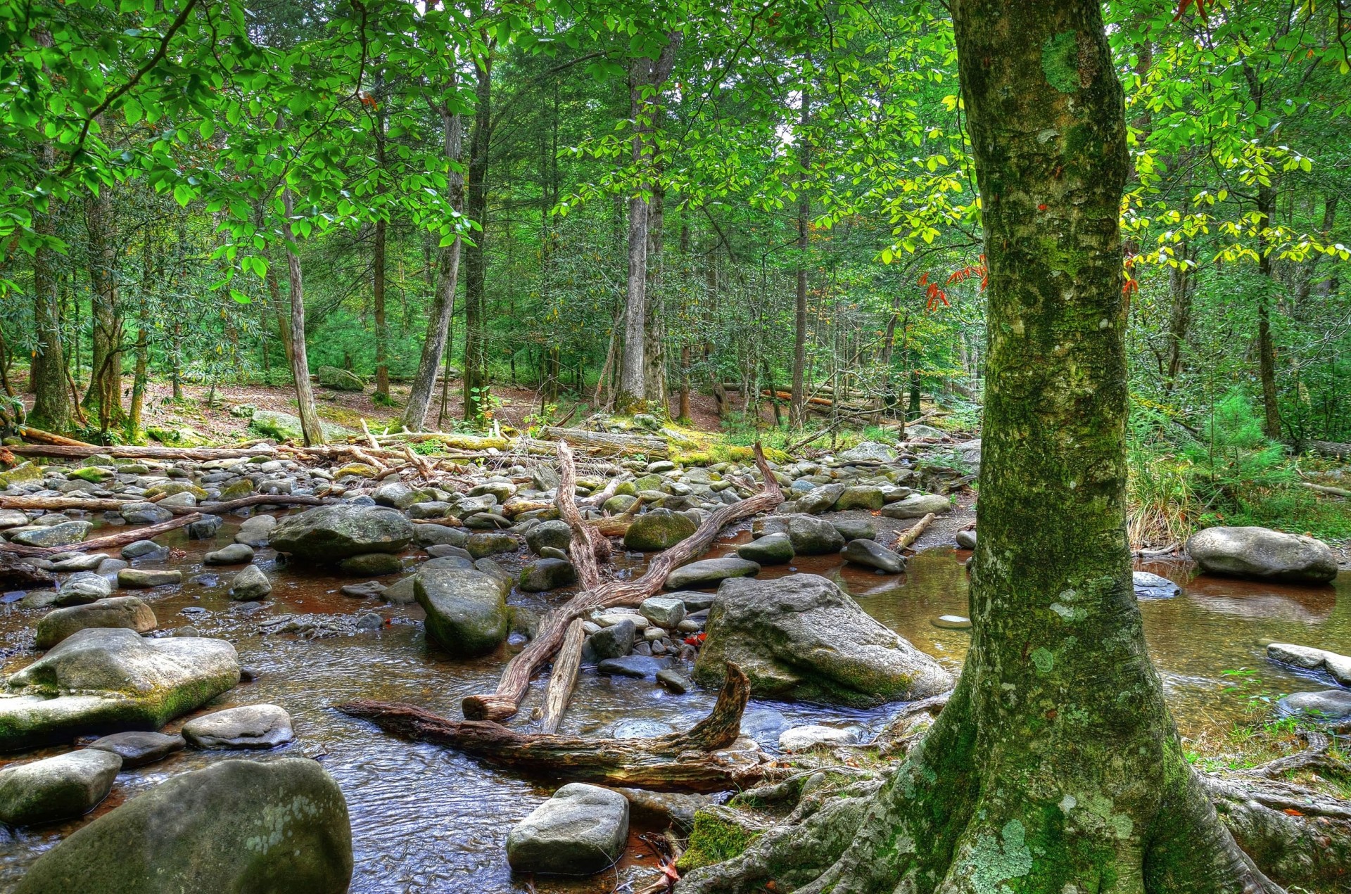 kamienie krajobraz rzeka natura drzewa las