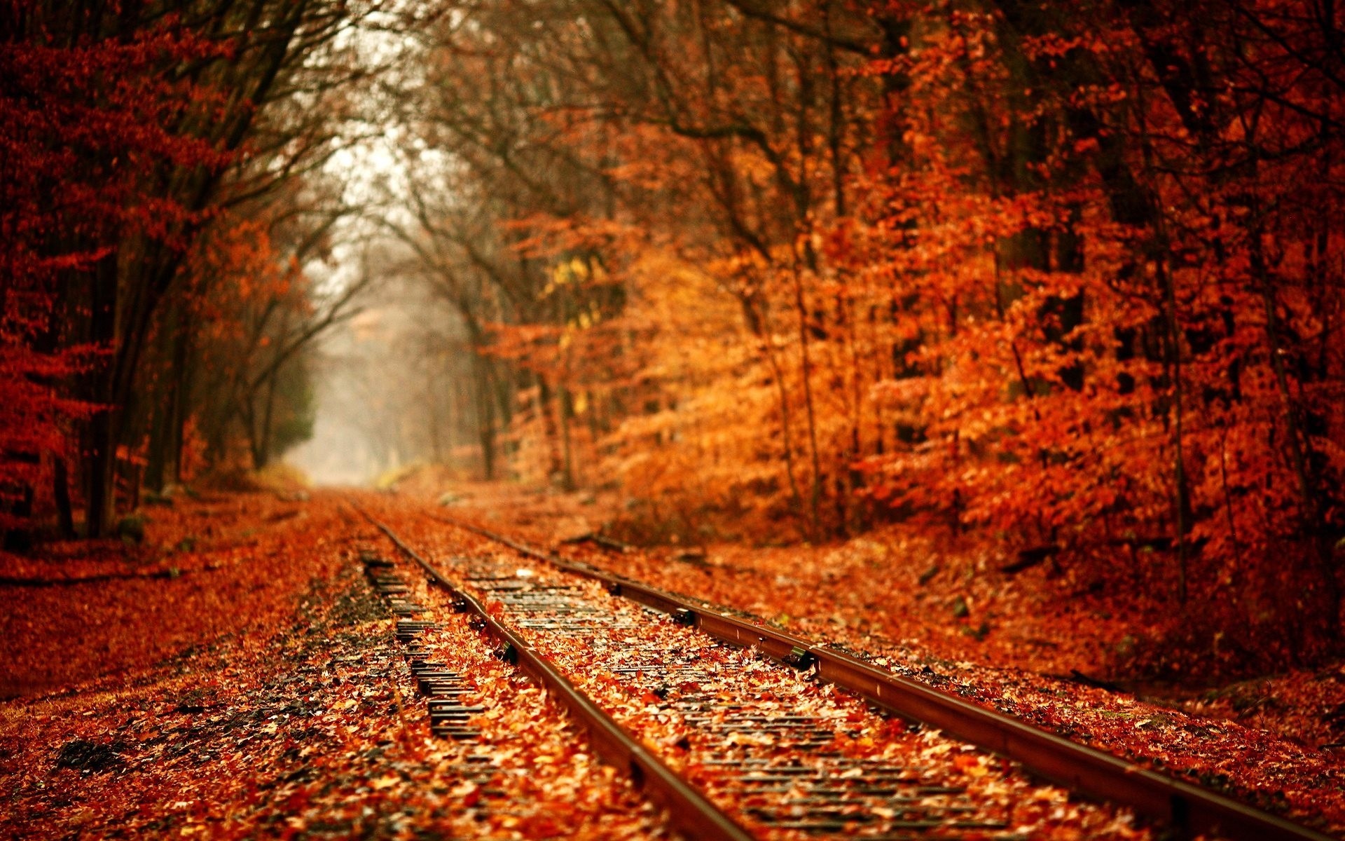 automne chemin de fer forêt