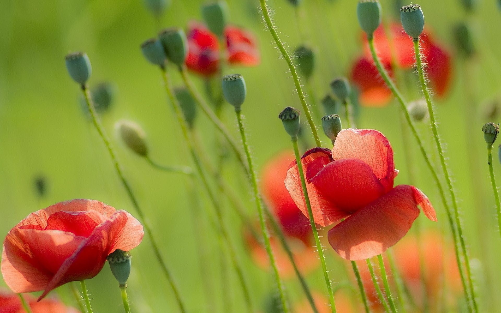 naturaleza verano amapolas campo verano