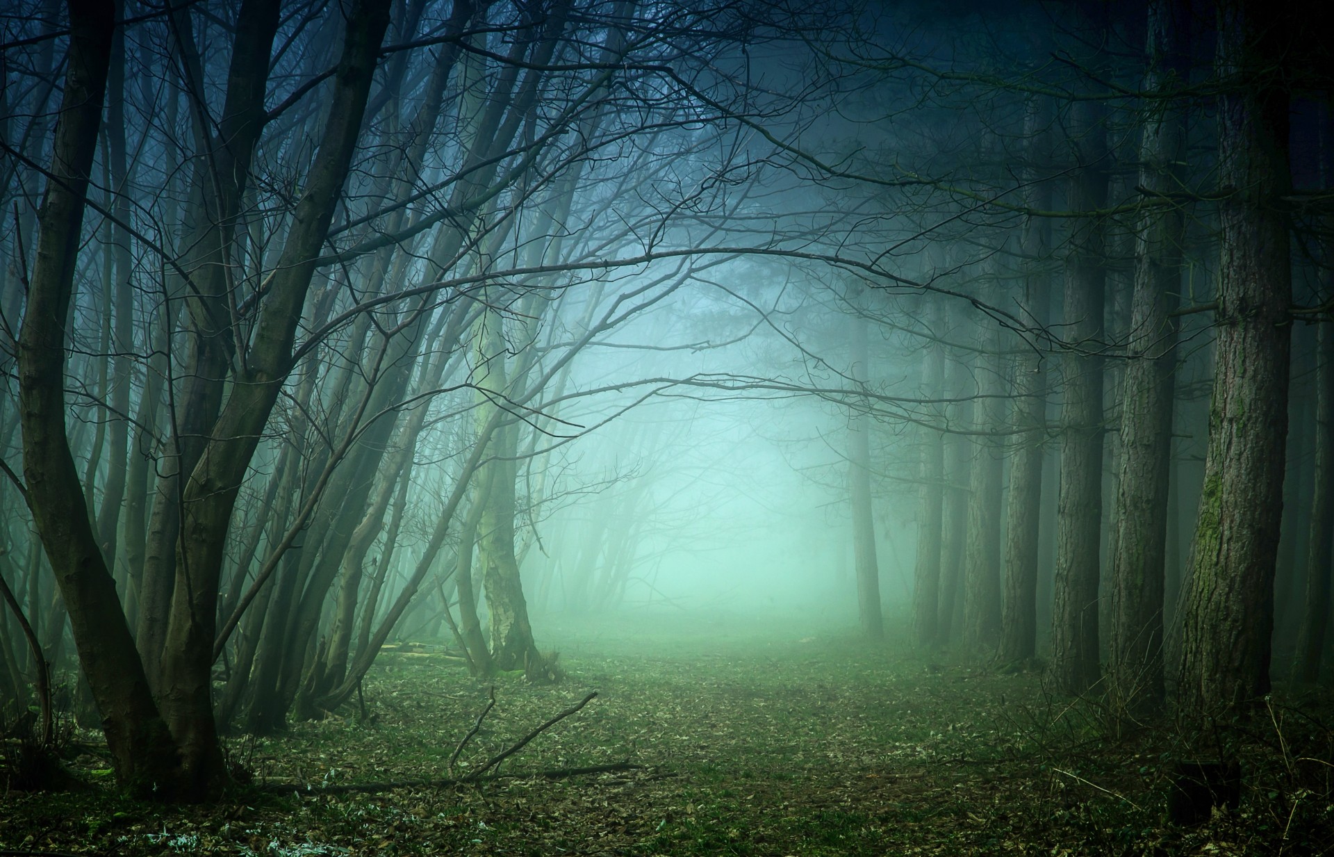 brouillard arbres paysage forêt