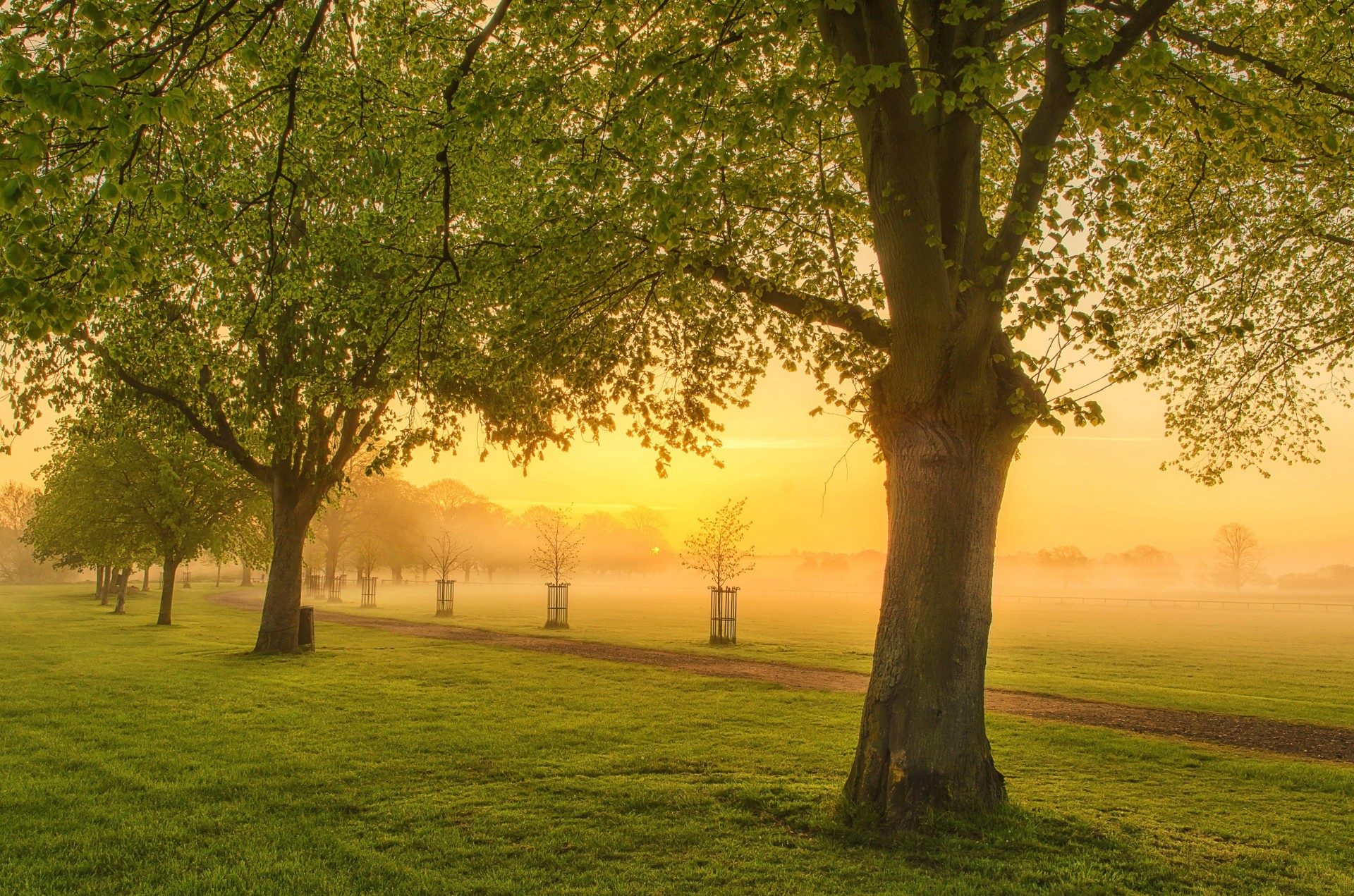 champ arbres paysage coucher de soleil nature