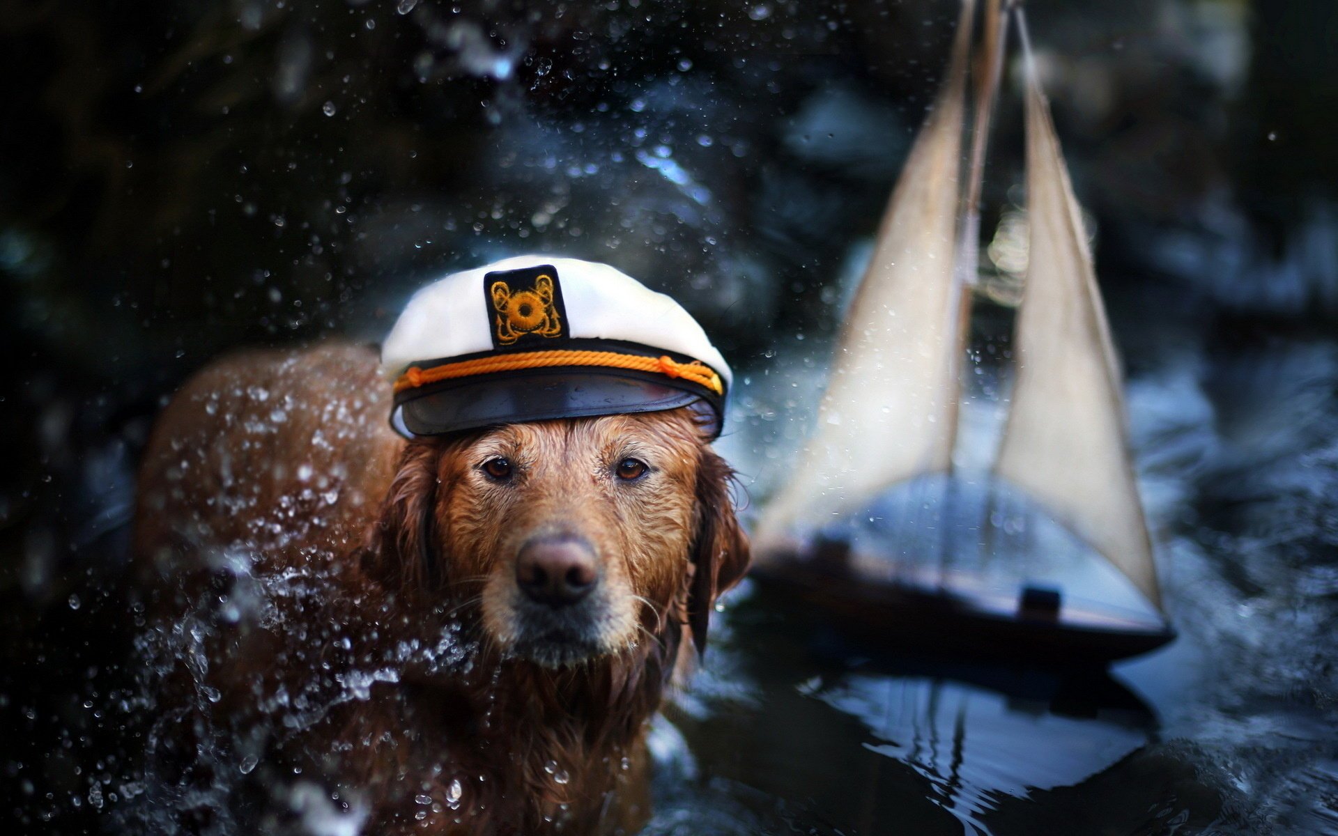 dog captain background