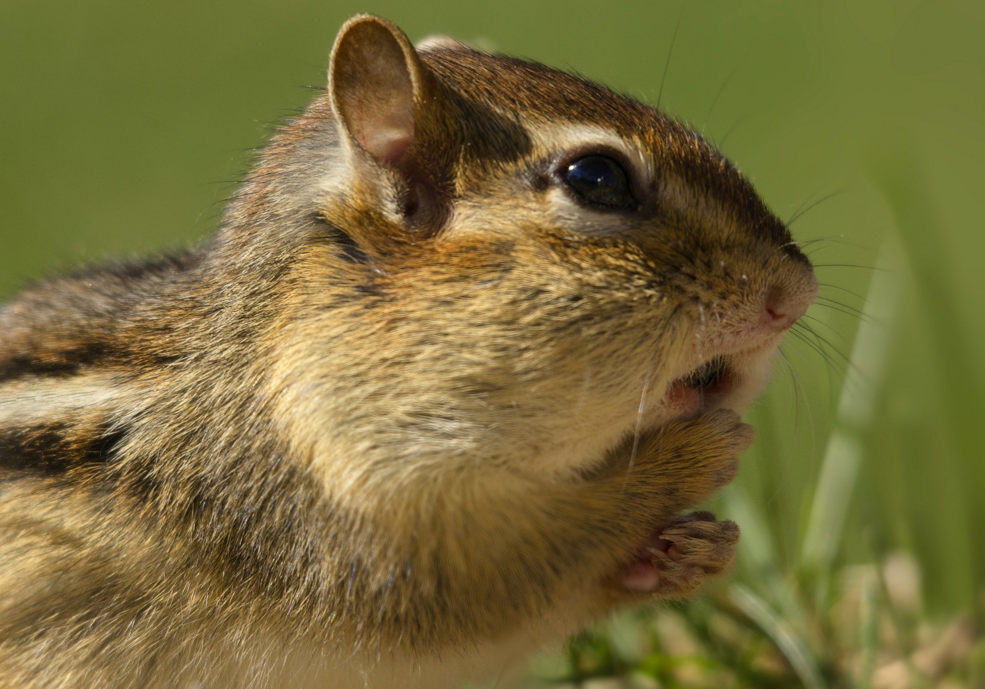 chipmunk rodent tamia herbe herbe rongeur