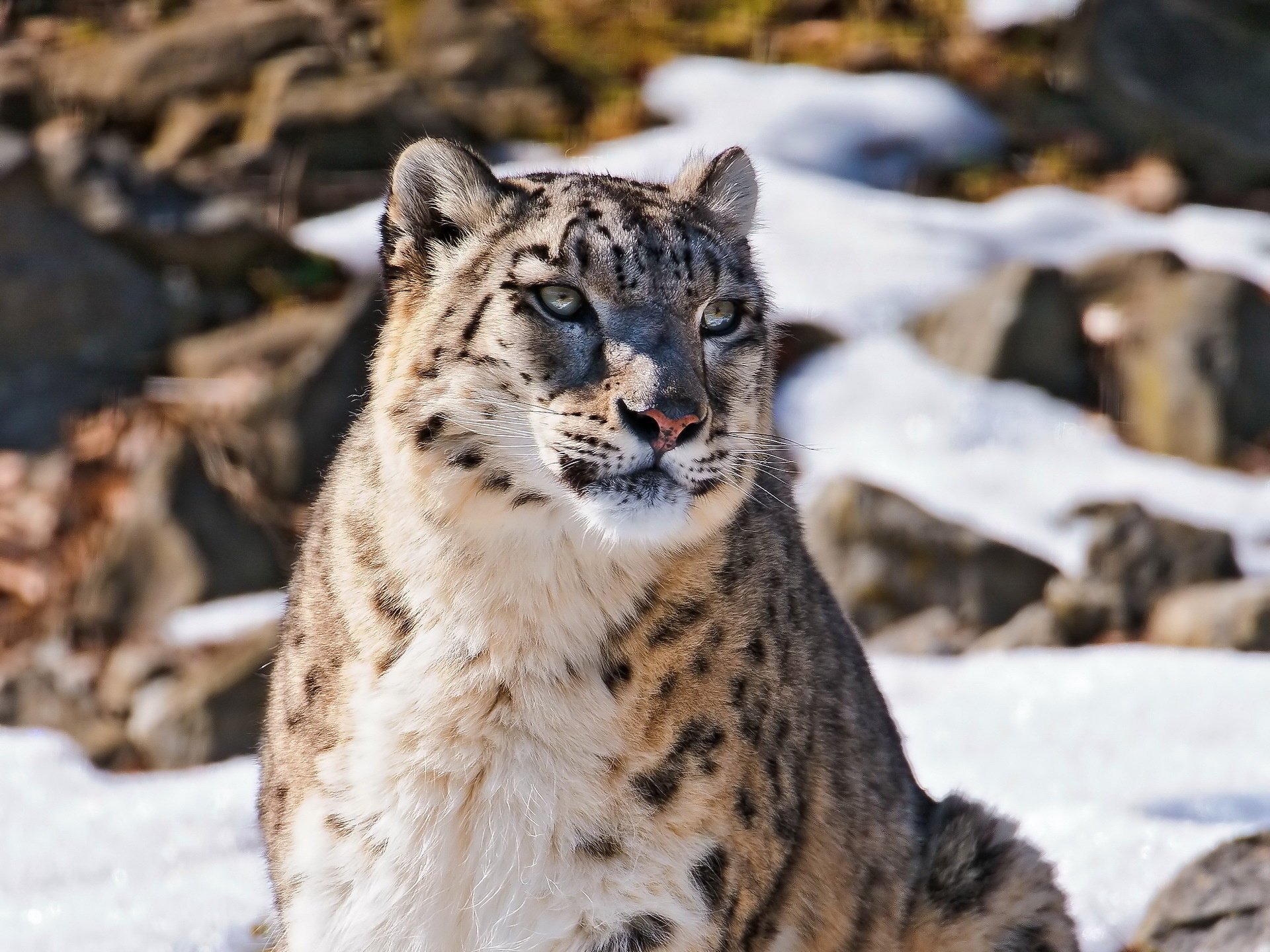 snow leopard patrzy uncia uncia snow leopard pysk irbis