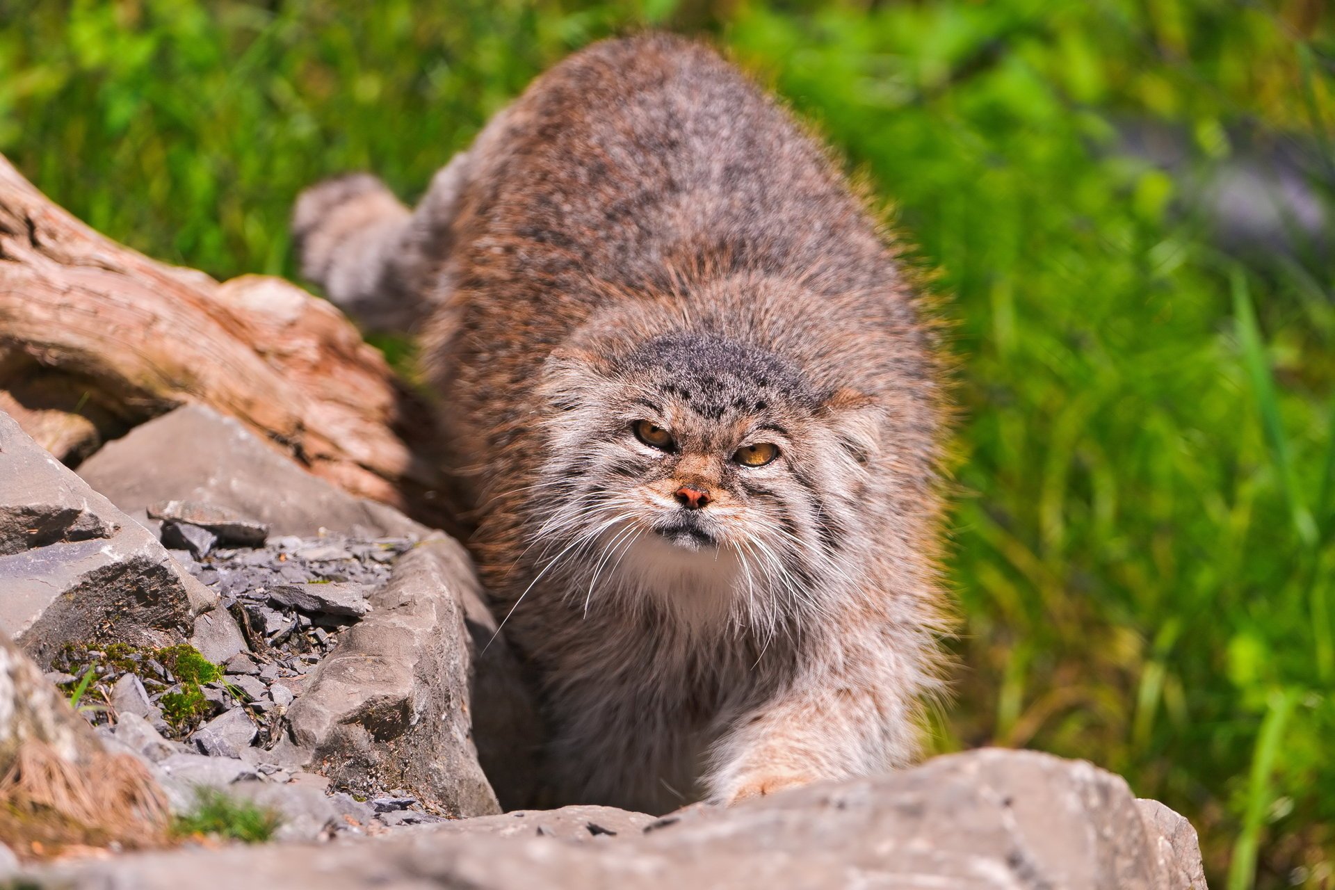 hocico mirando pallas gato piedras manul