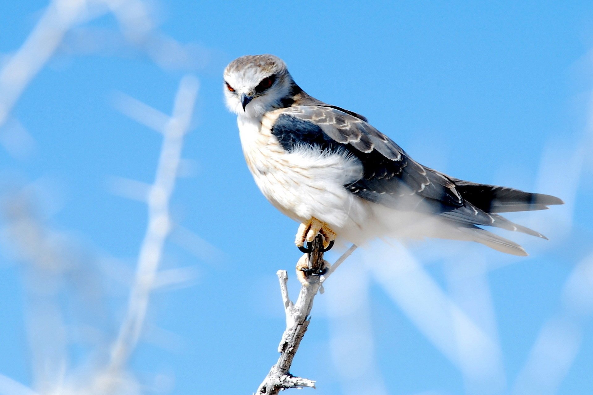 oiseau faucon nature