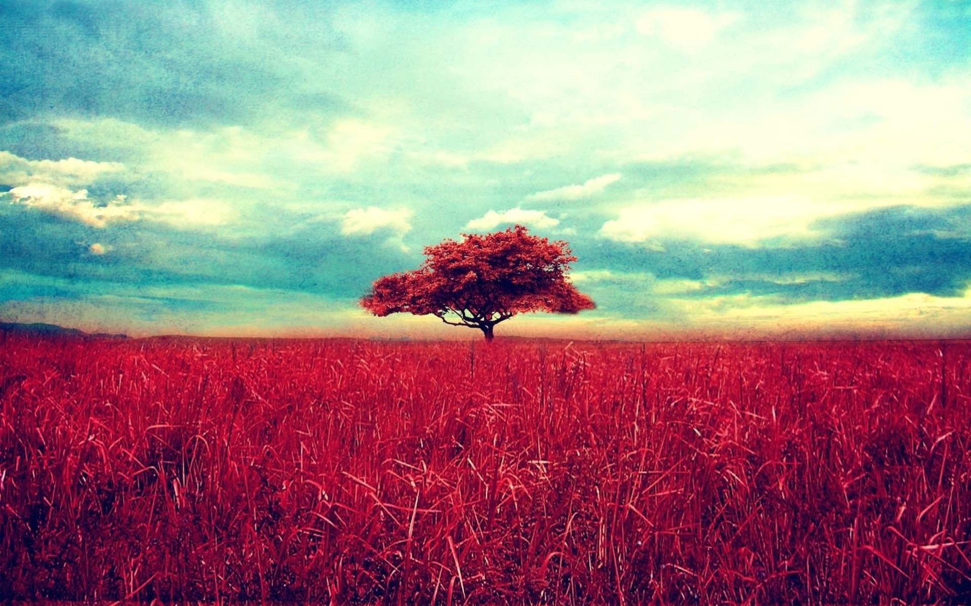 paysage arbre nature herbe ciel nuages