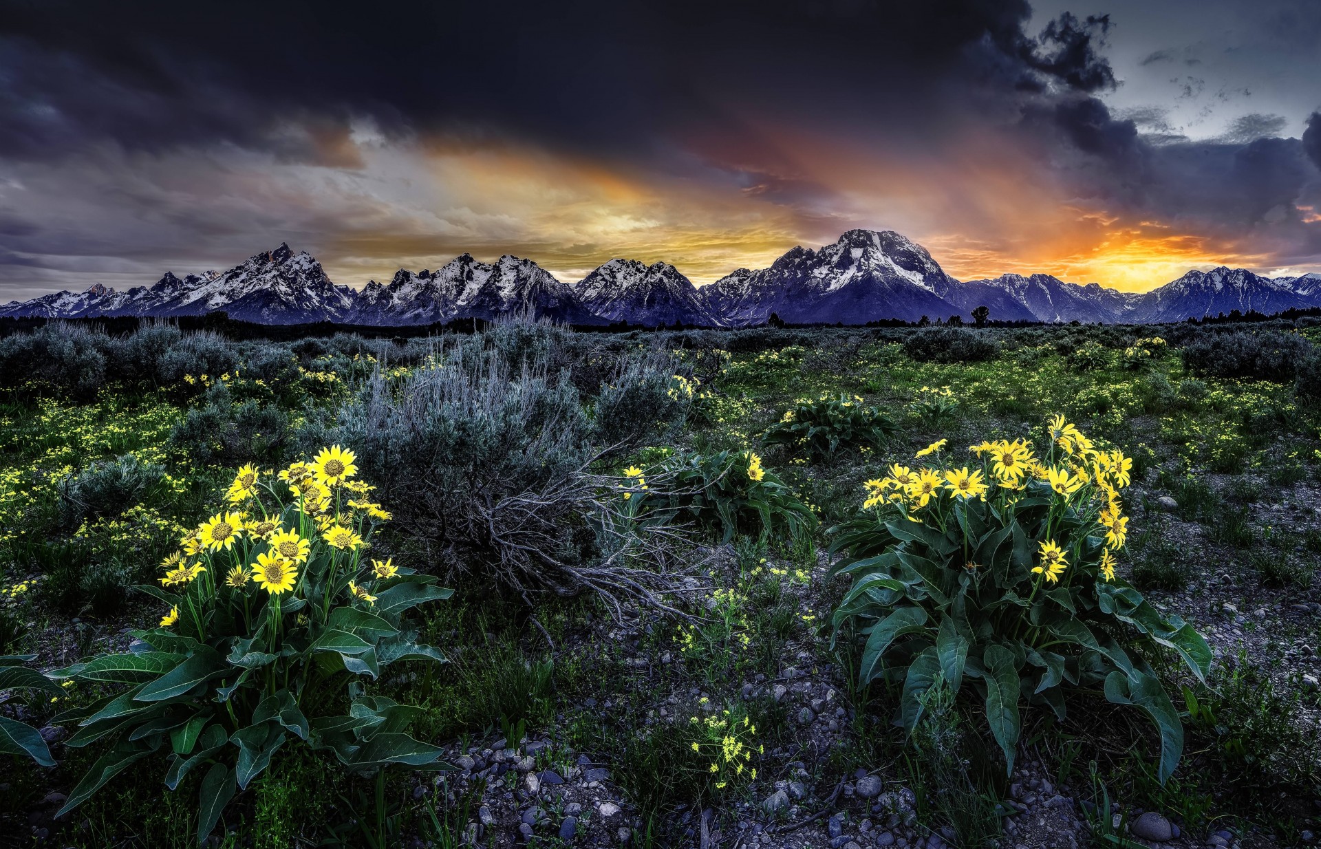 landschaft sonnenuntergang blumen wyoming feld berge usa