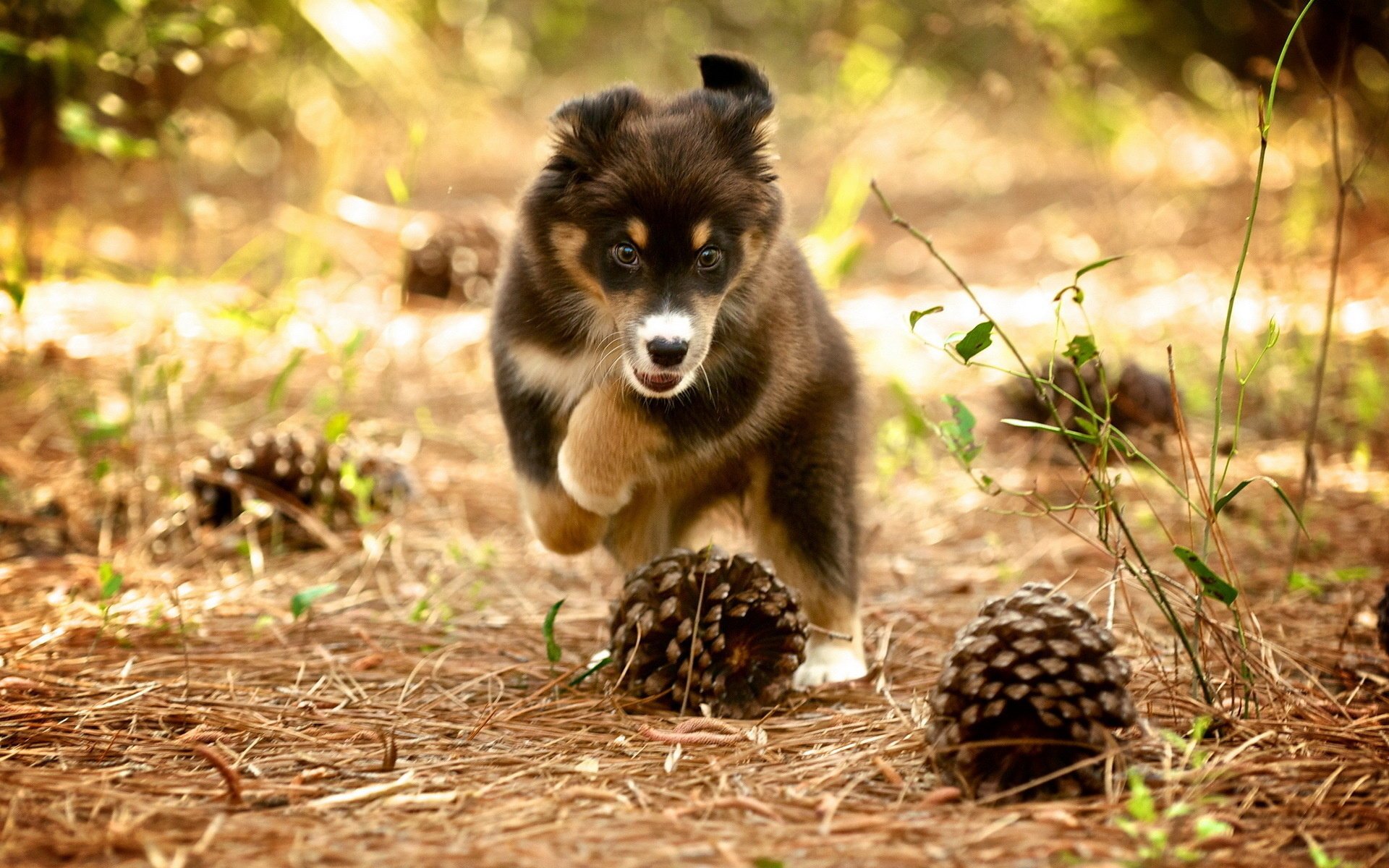 cane cucciolo coni natura