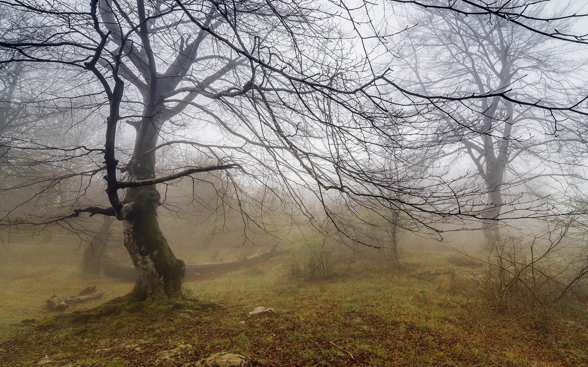 arbre brouillard paysage nature