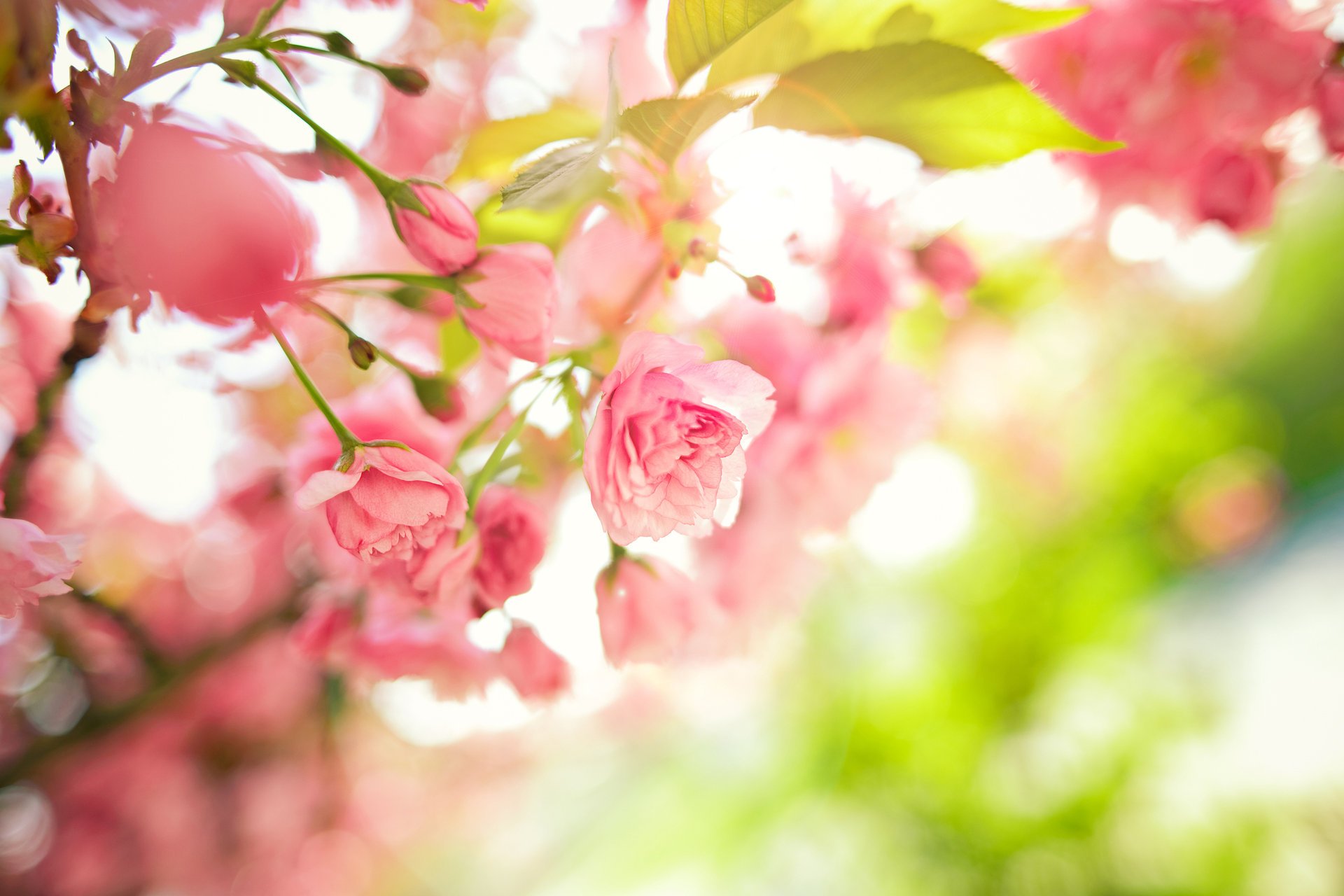 baum blumen zweige rosa frühling blätter