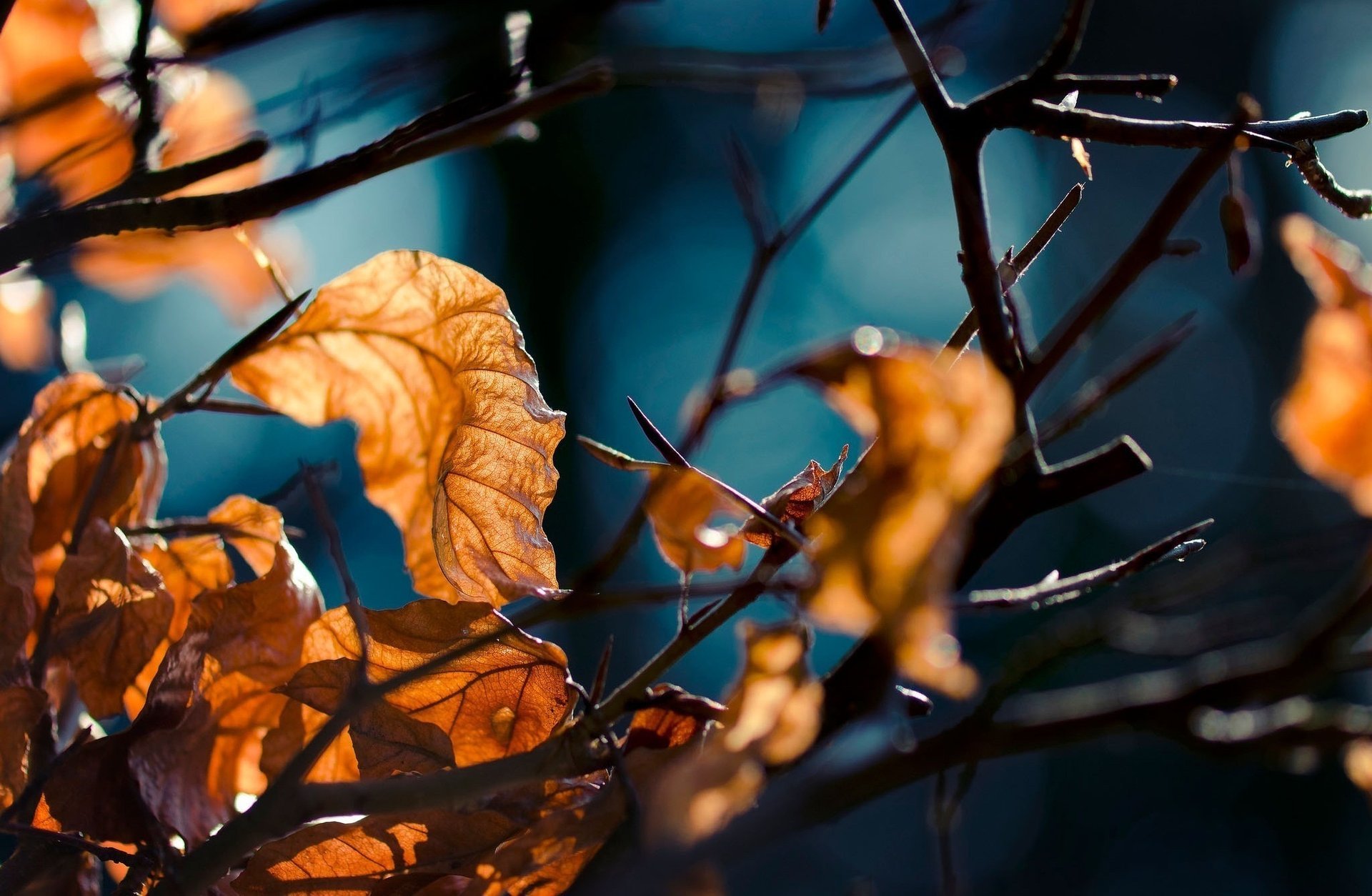 autunno macro foglie foresta rami