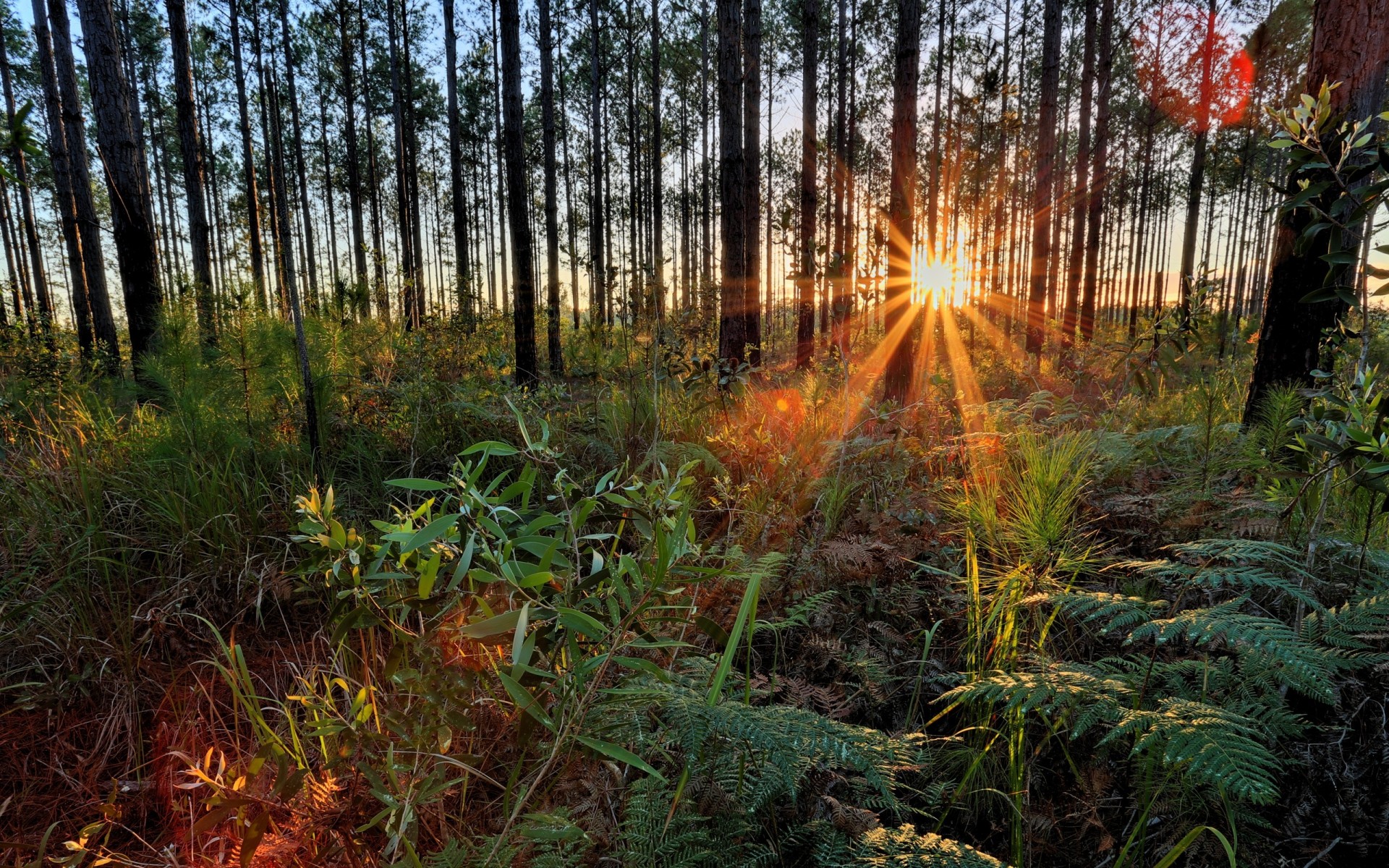 árboles plantas bosque puesta de sol naturaleza