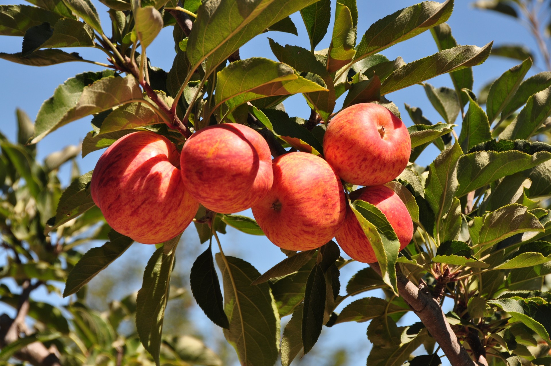 blatt zweig natur äpfel