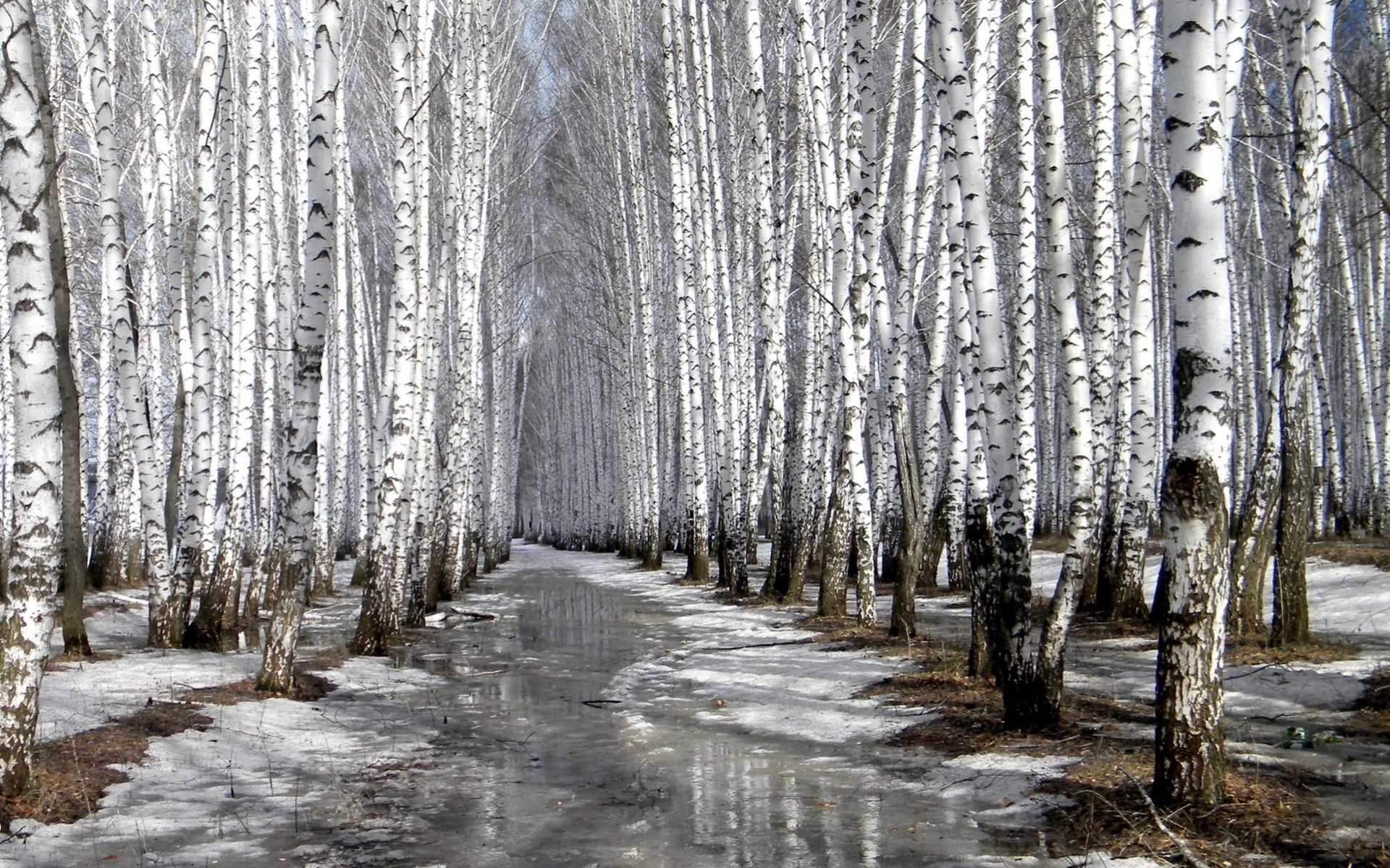 bosque deshielo reflexión primavera abedul