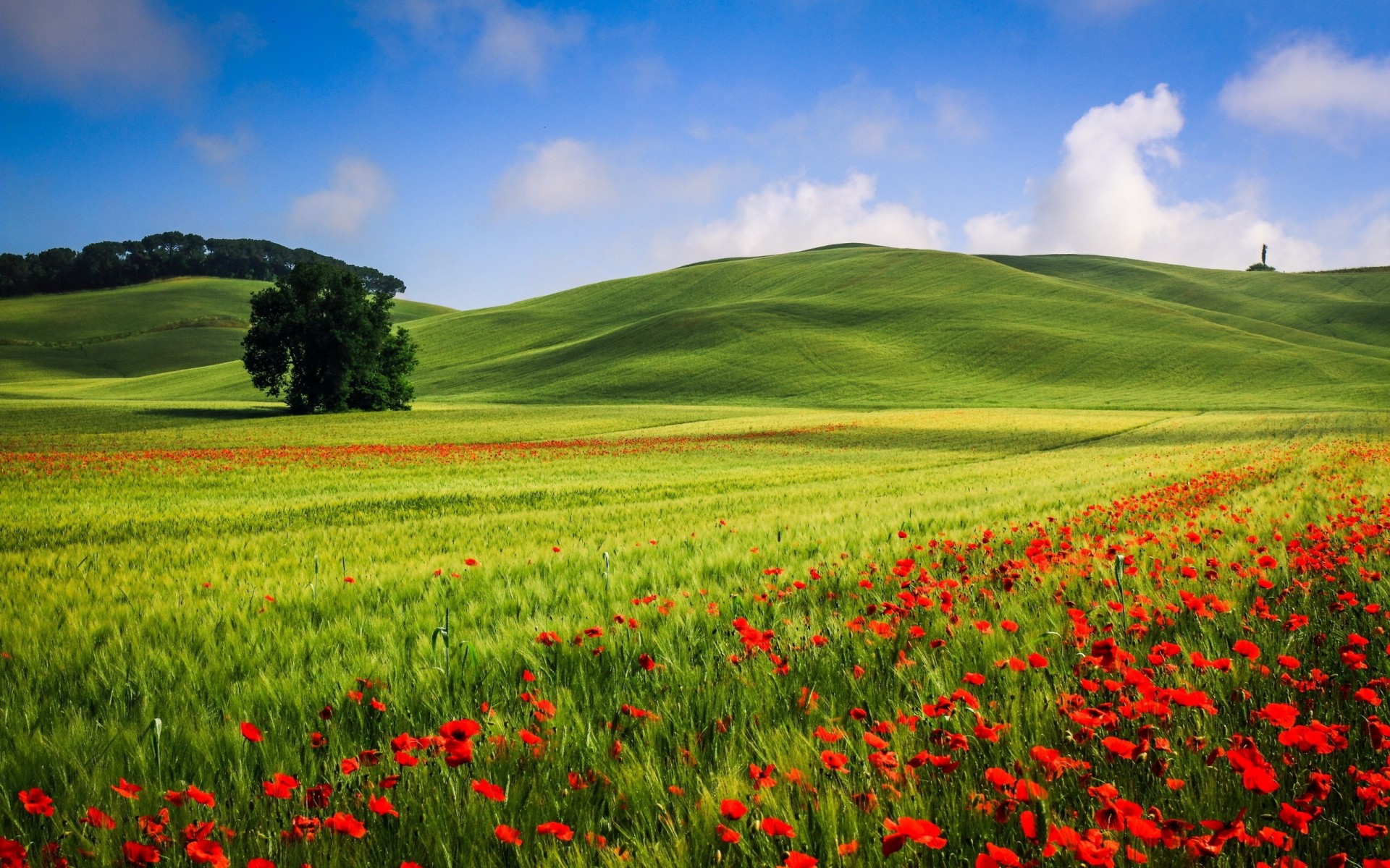 phönix natur wolken weizen baum blumen himmel mohnblumen hügel feld schöne