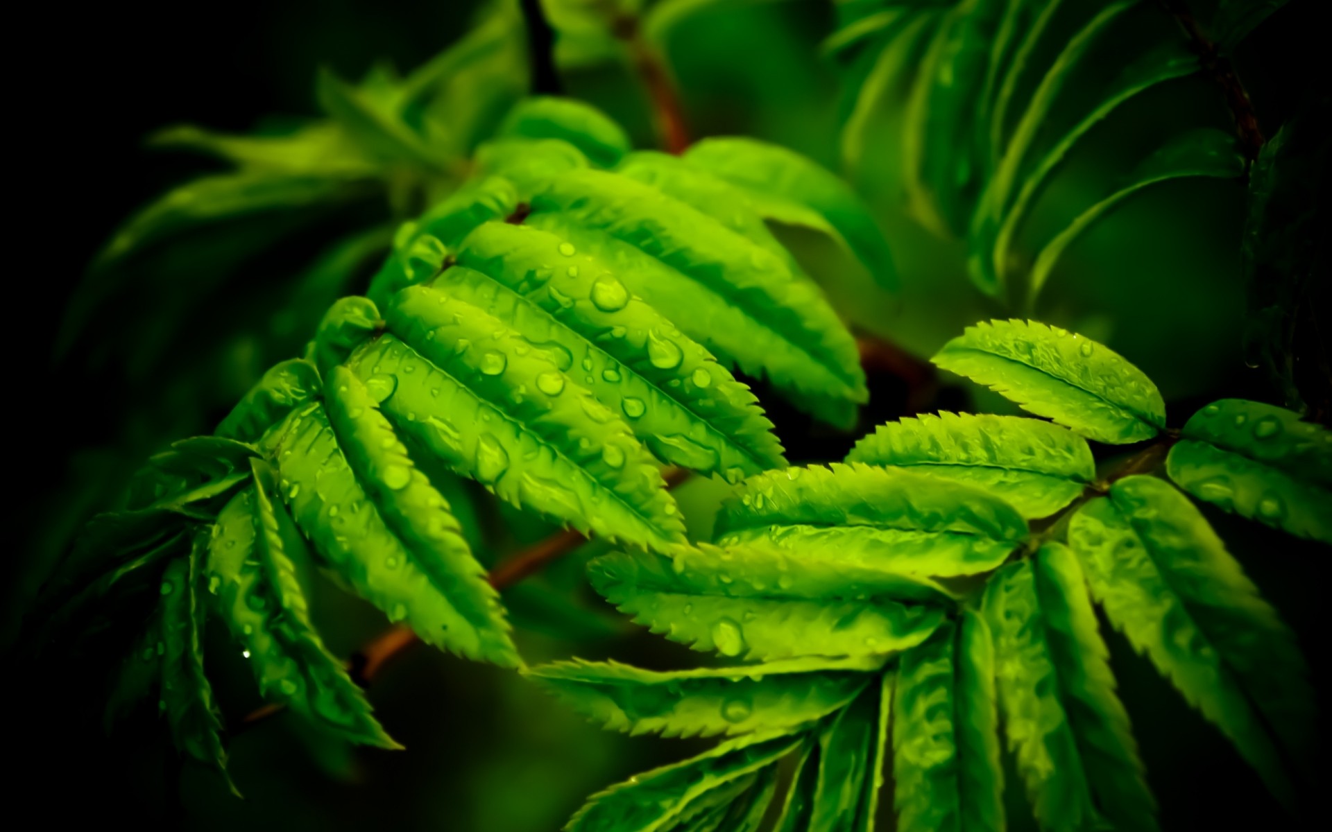 hoja macro cae rocío rama