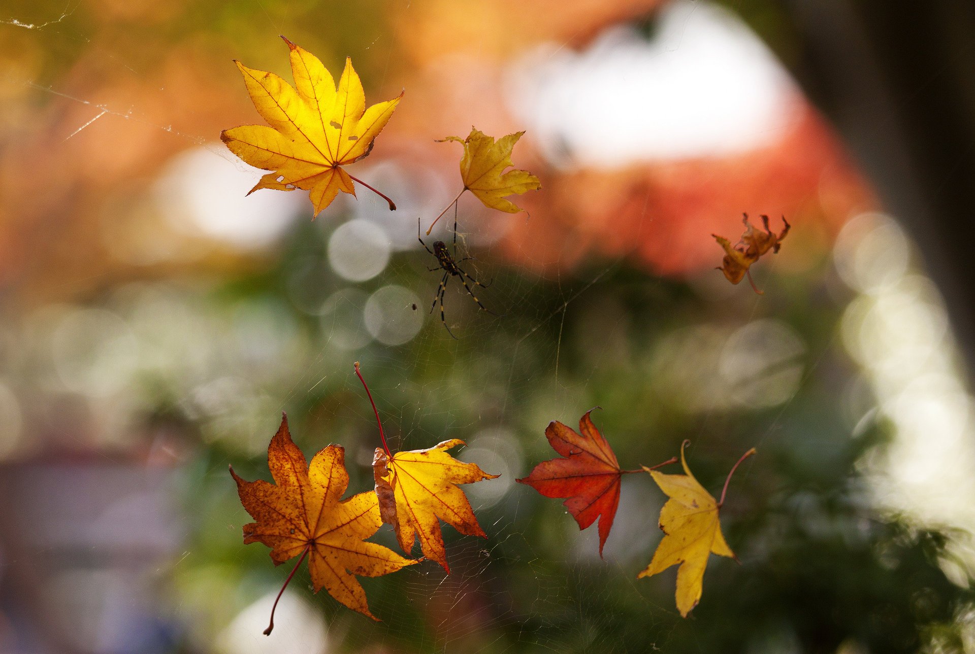 makro spinne herbst laub spinnennetz bokeh