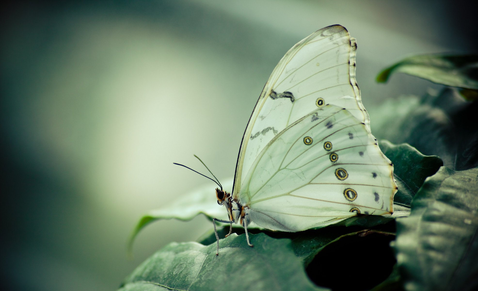 motyl morpho liście