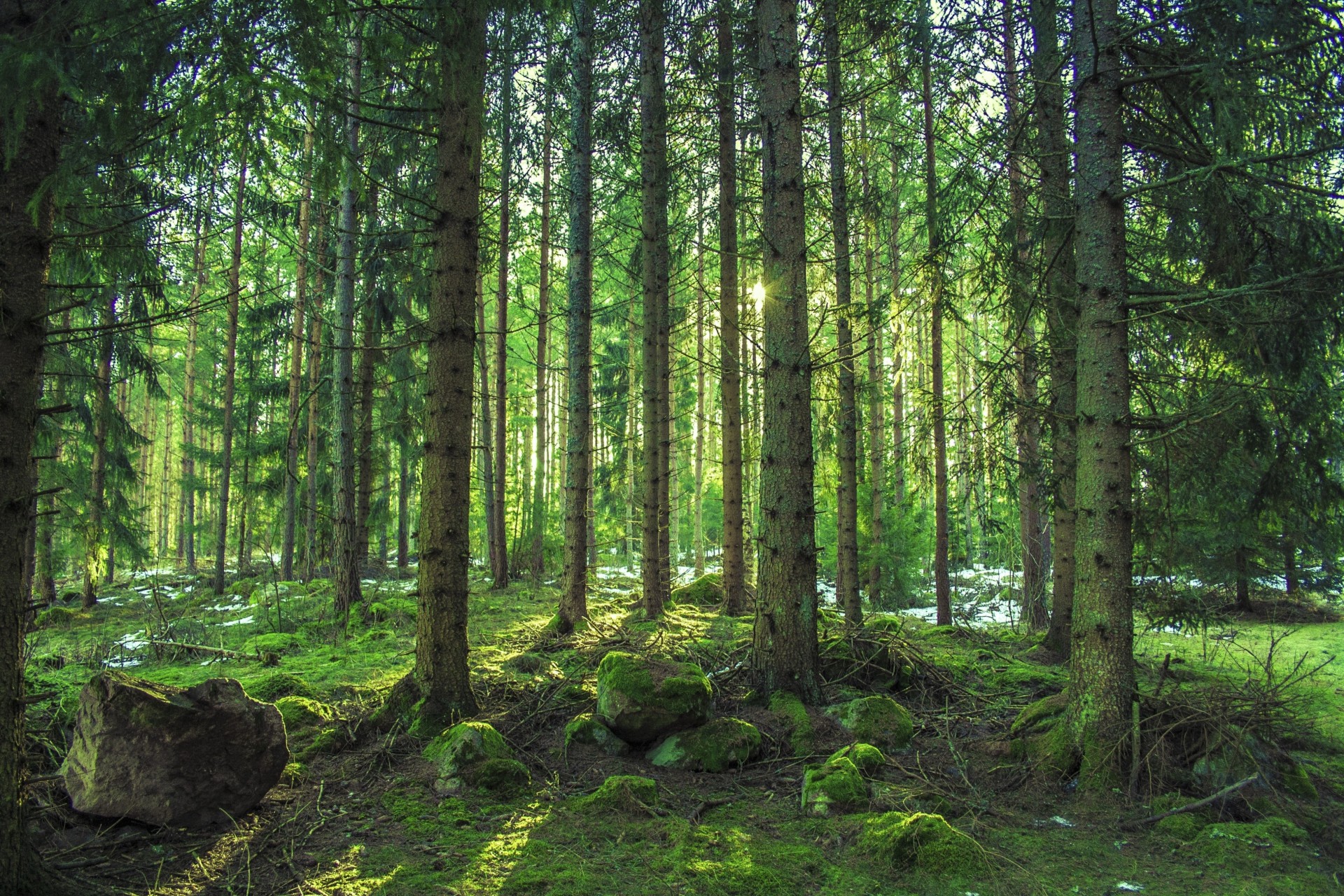 pierres arbres paysage forêt nature