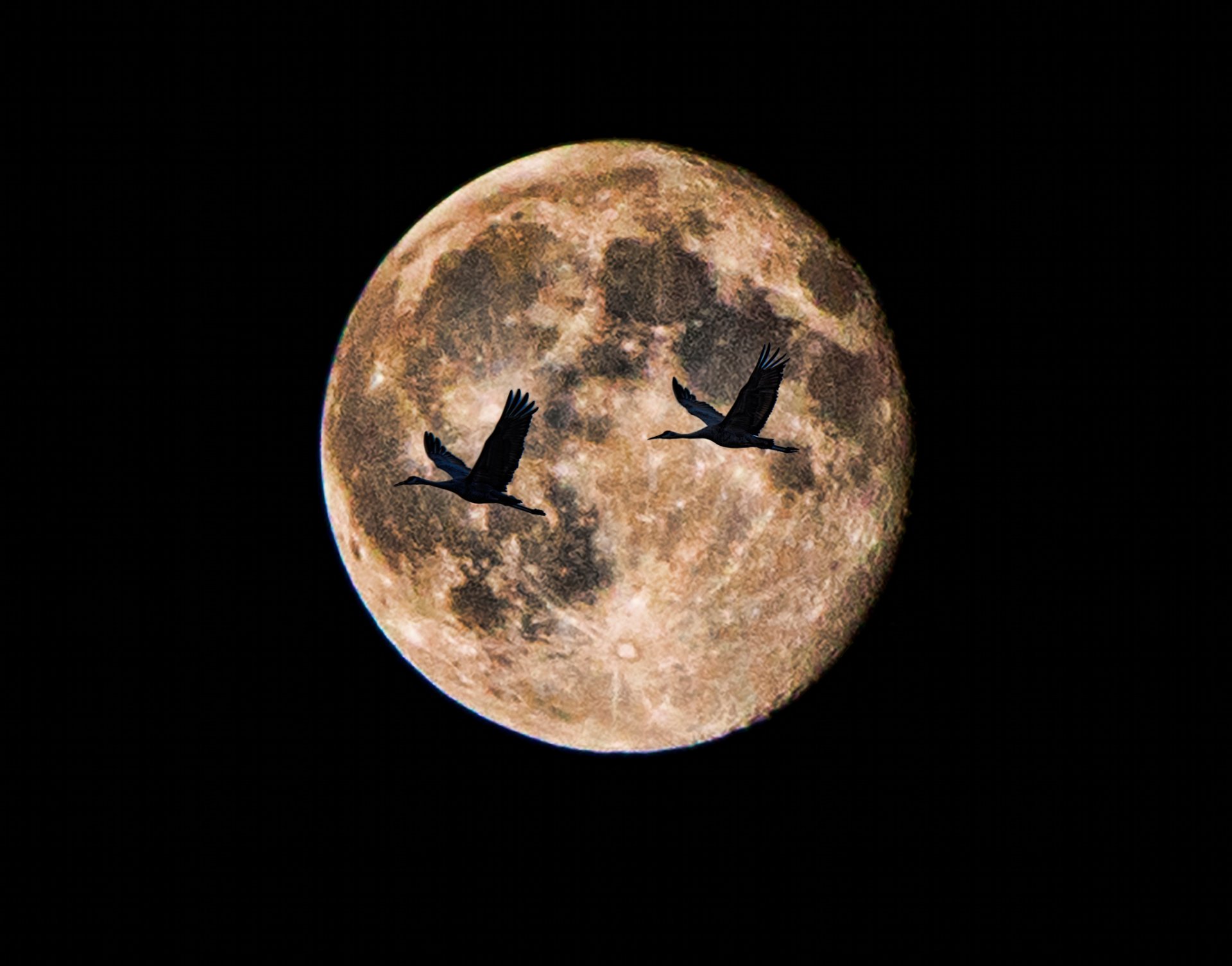 luna noche pájaros