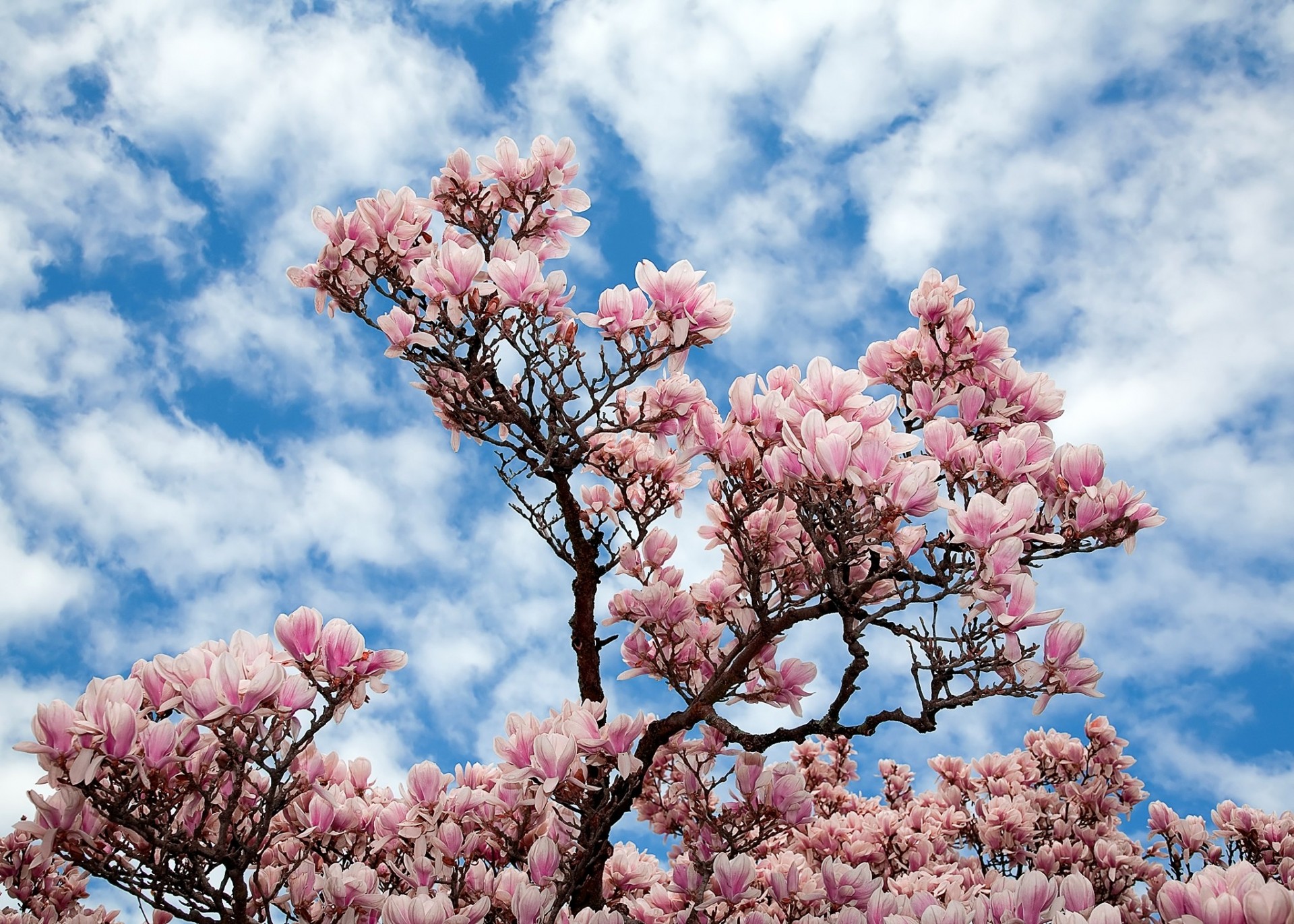 ciel arbre branches fleurs nature