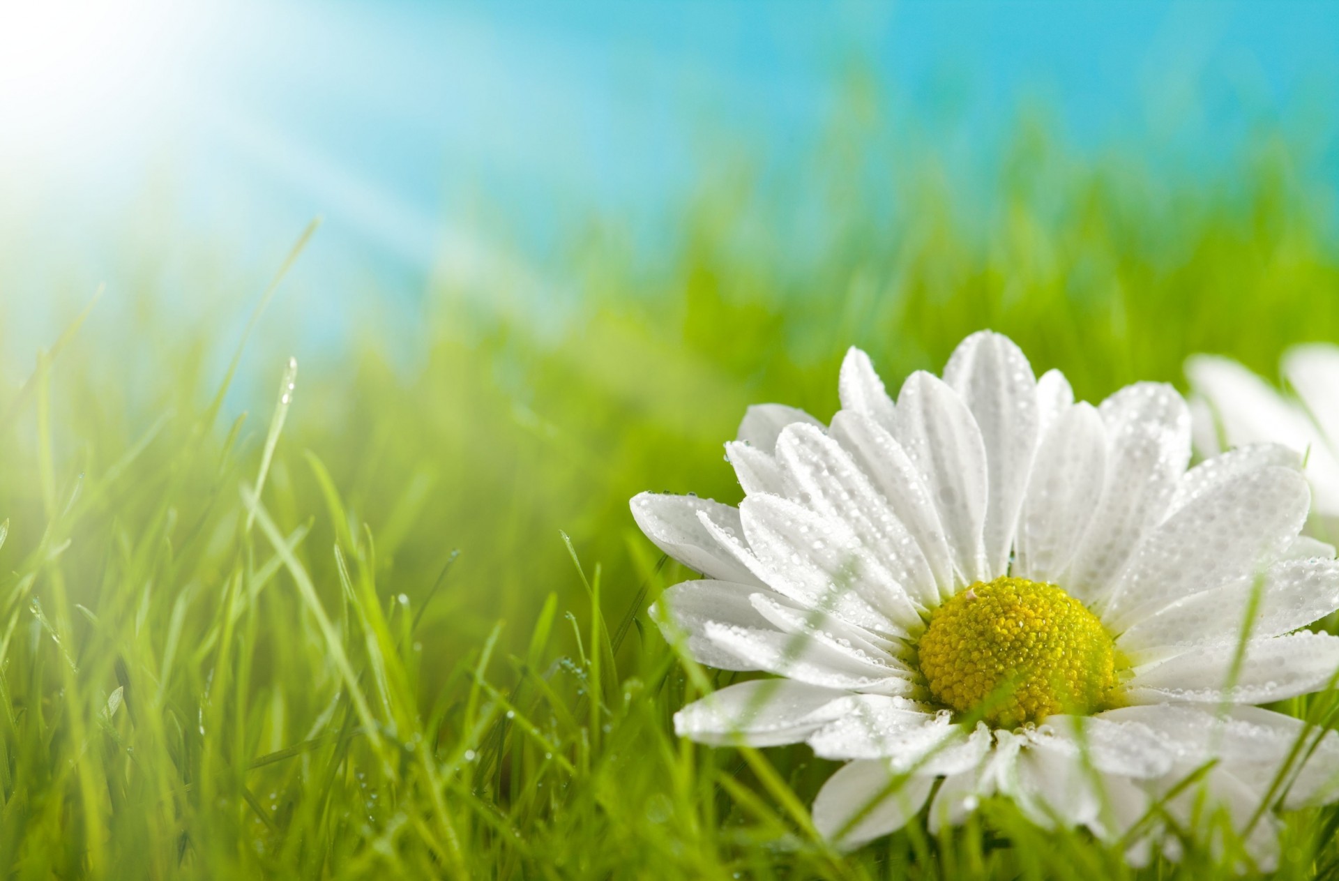 widescreen vollbild blume grün kamille hintergrund gras blumen tapete gelb weiß blütenblätter wiese