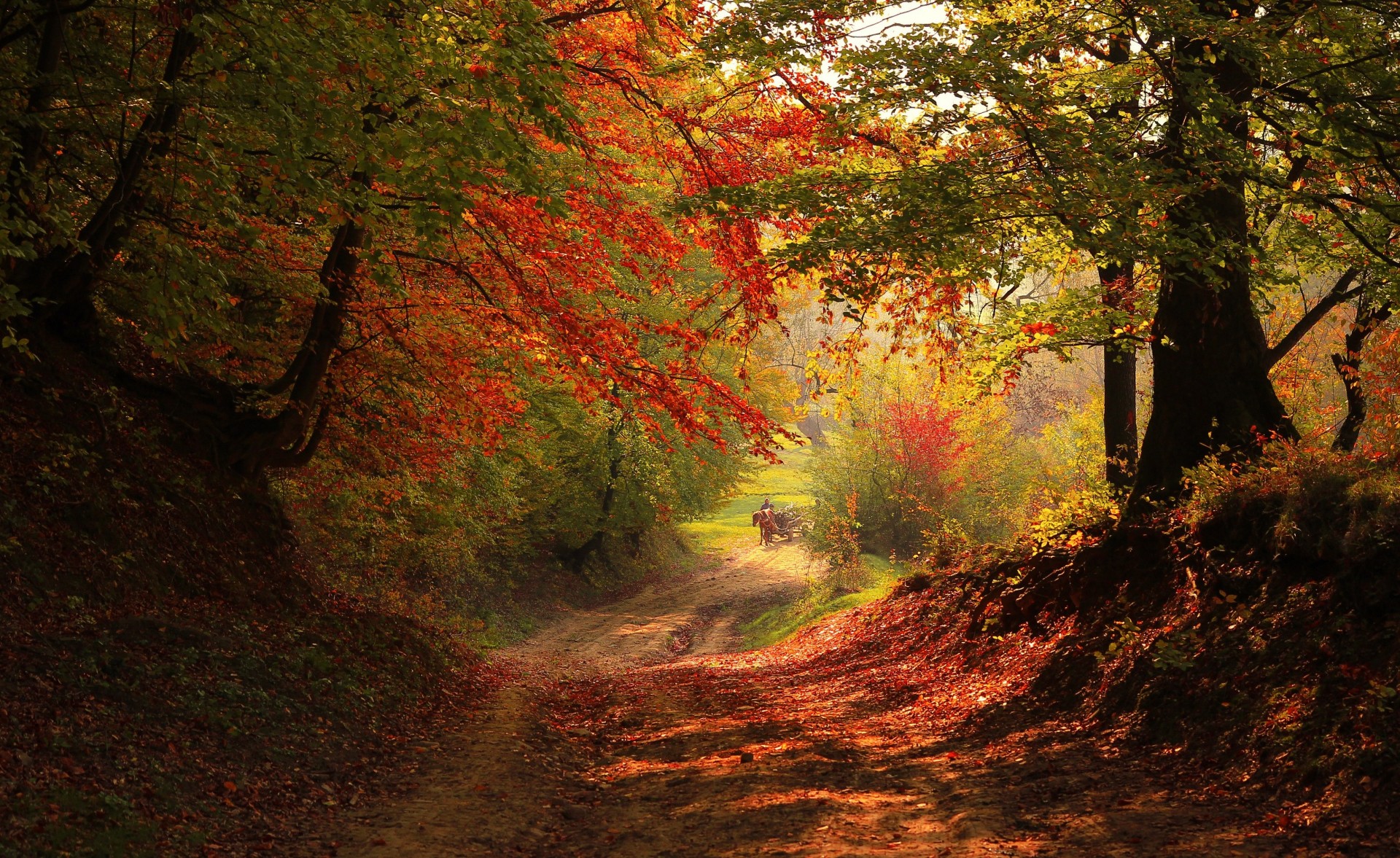 horse autumn tree forest road