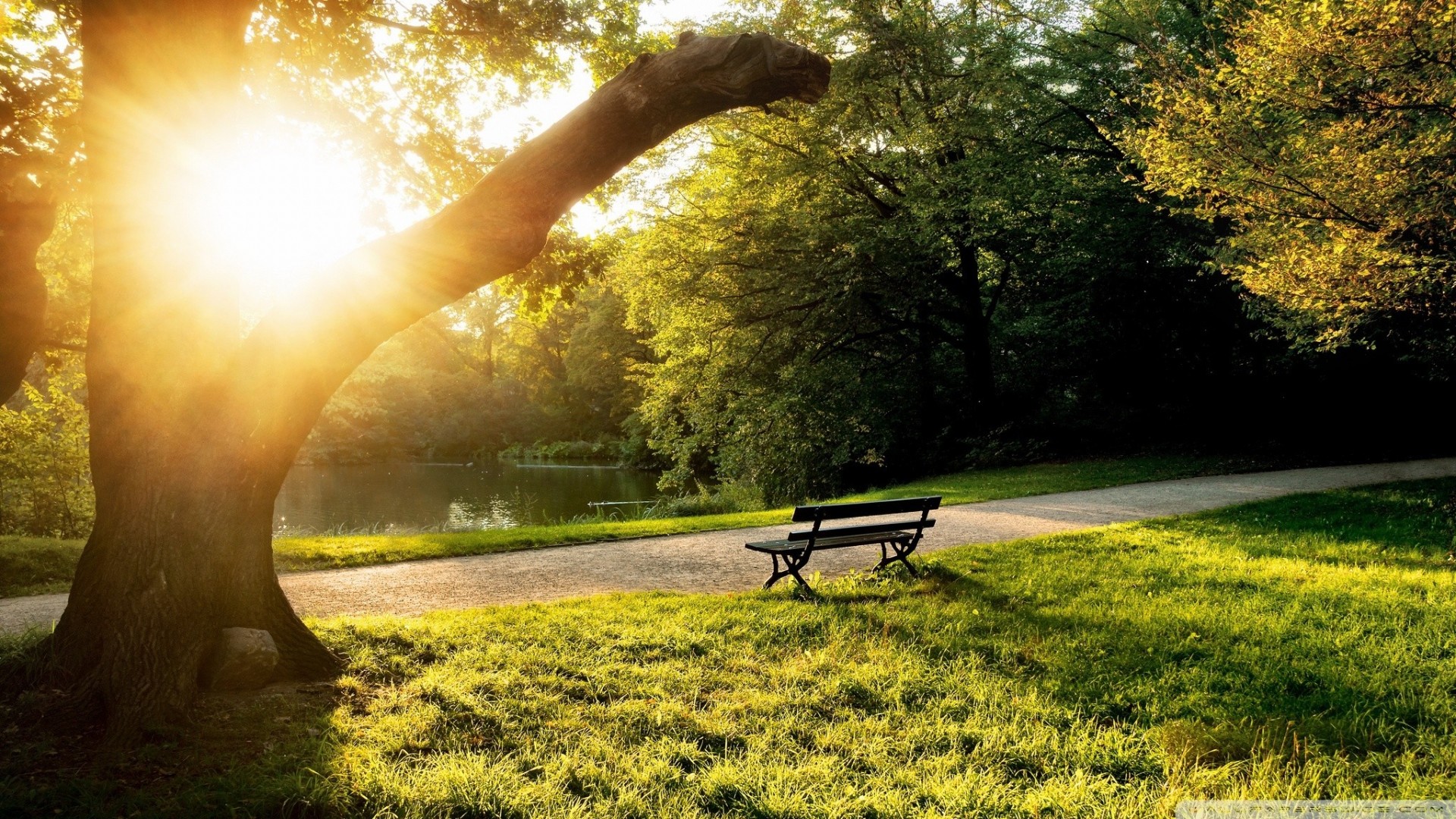 grünes gras park bänke