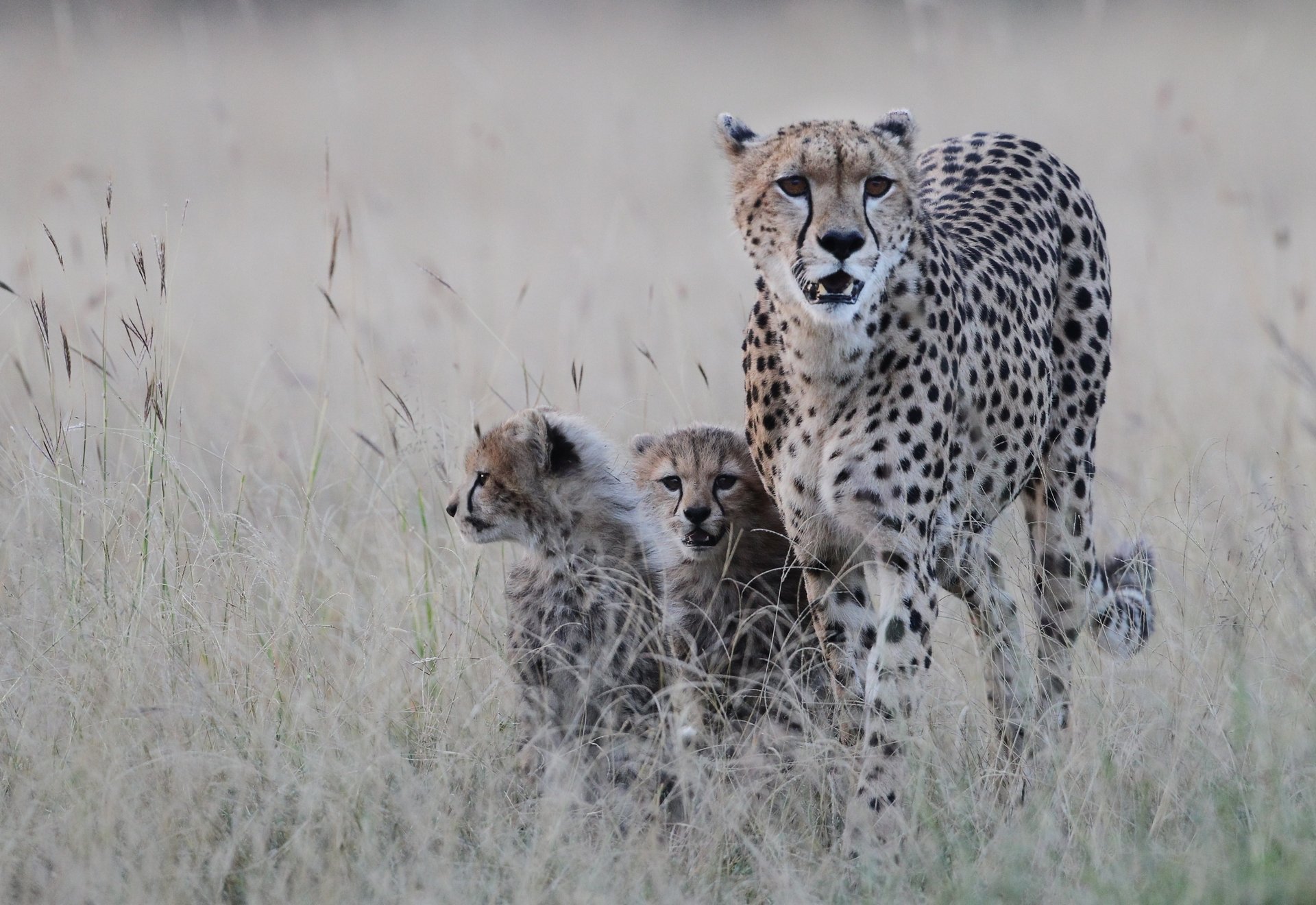 cheeta guepardo gatitos depredador