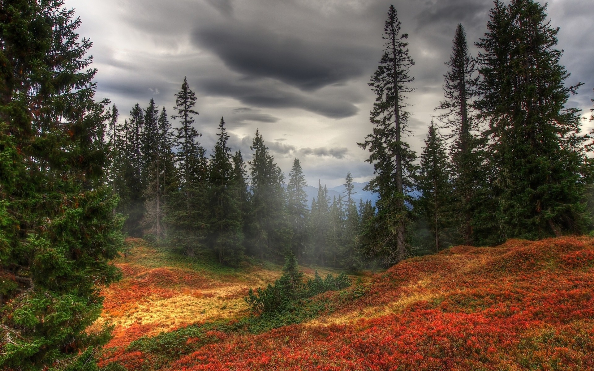 autumn tree fog forest