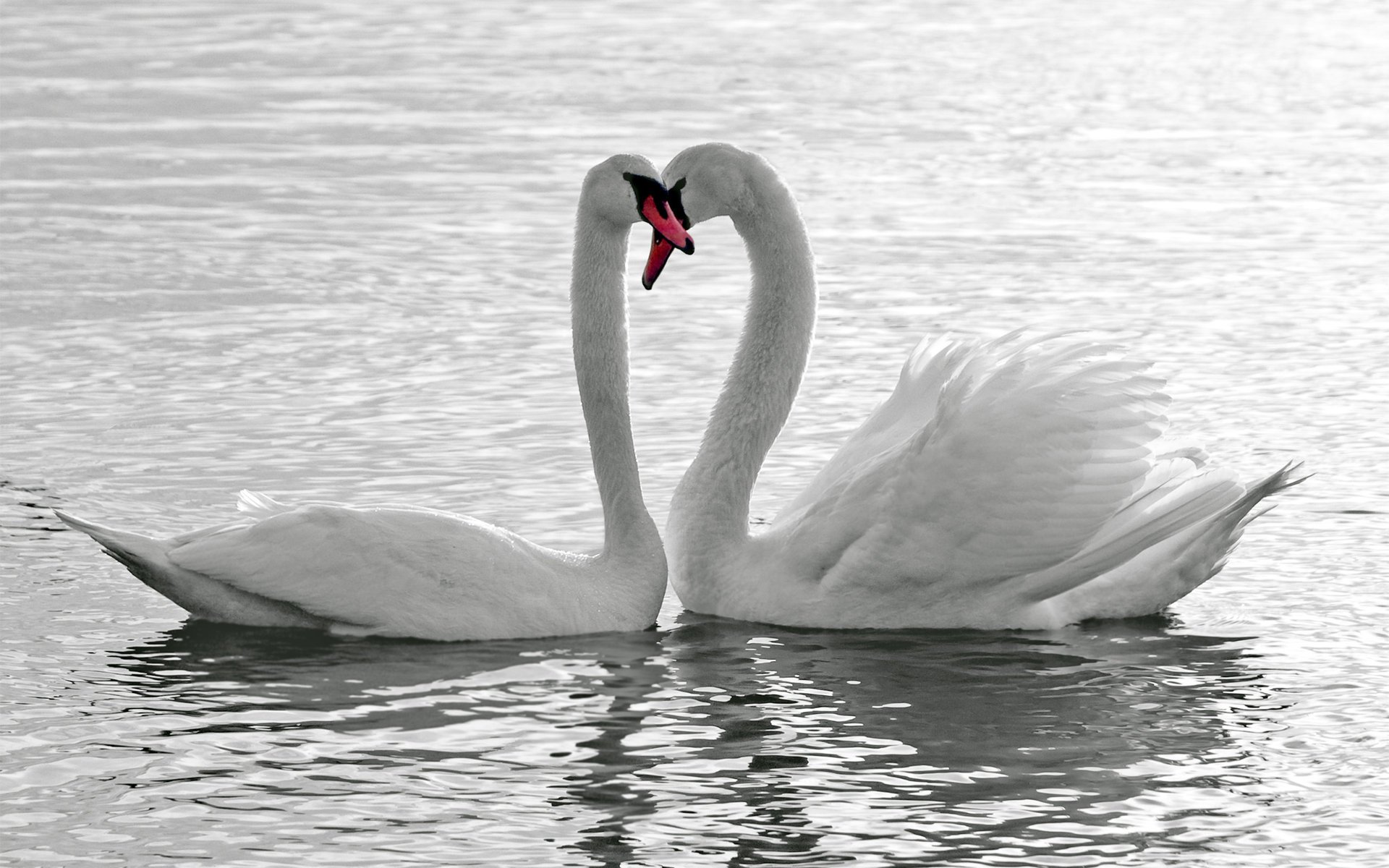 oiseaux cygnes blancs eau amour