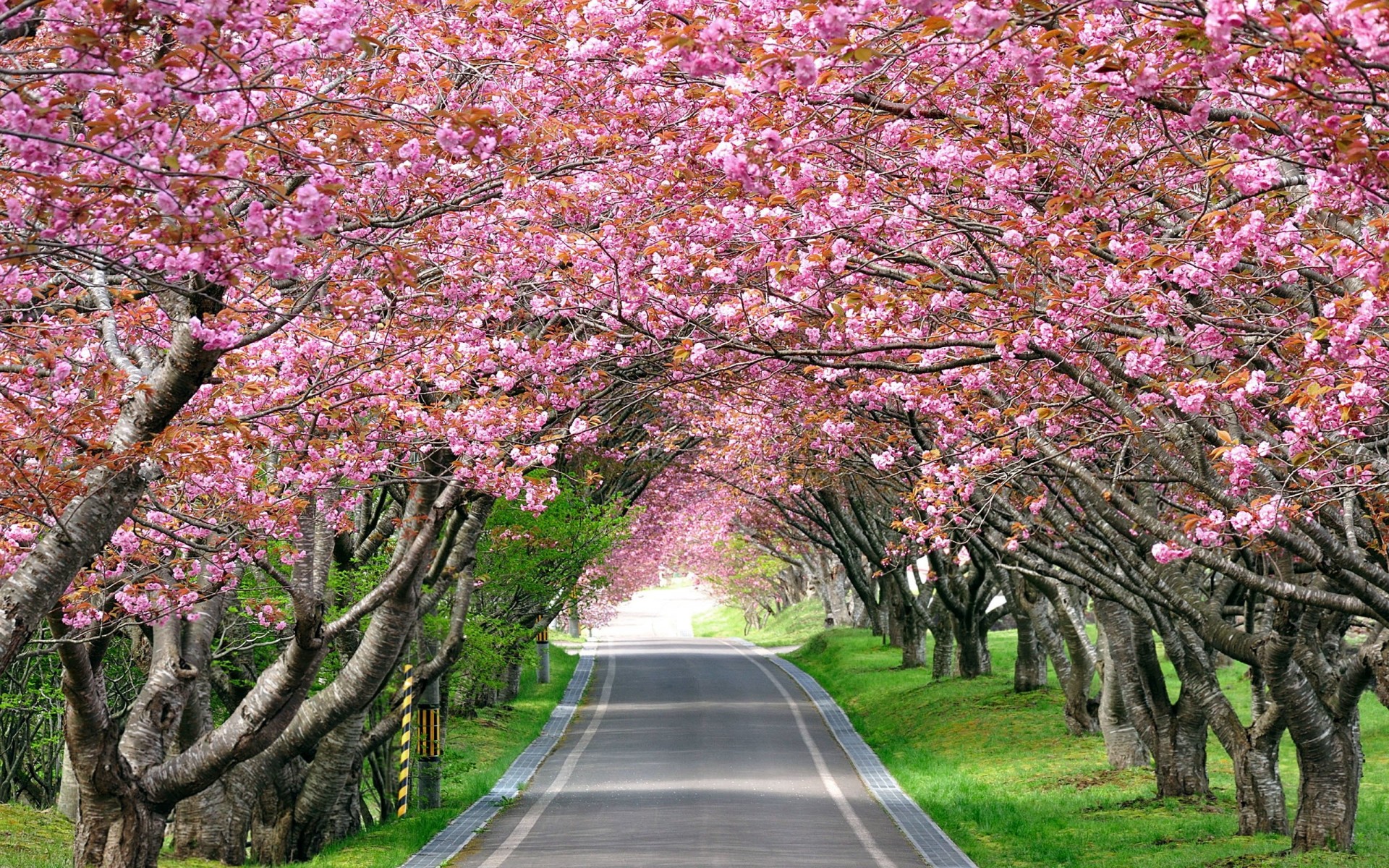 straße landschaft fußweg bäume allee