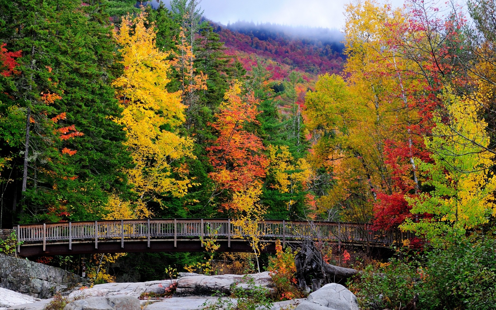 autunno alberi paesaggio foresta ponte