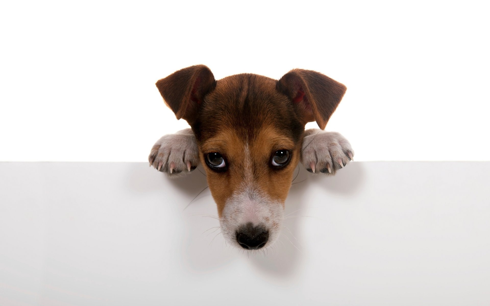 doggy dogs white background paws wall dog puppy