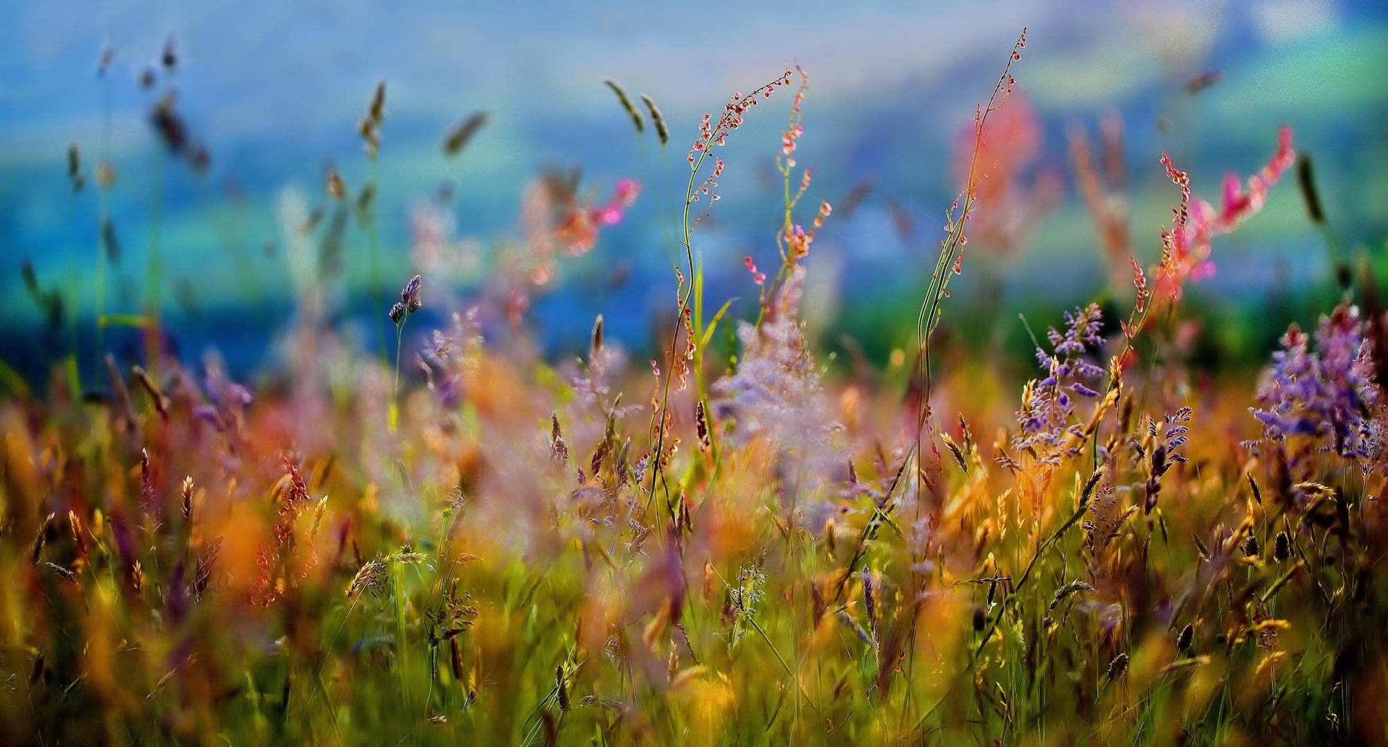 prati erba estate fiori