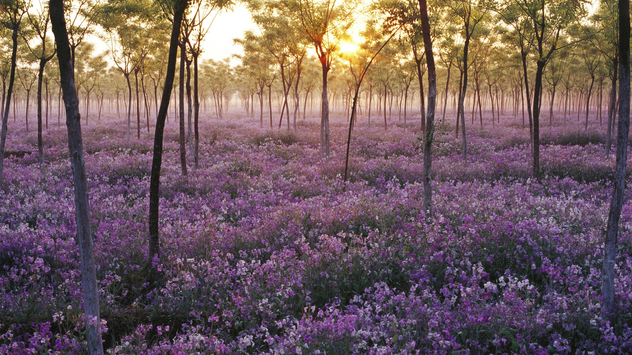 flores violetas lila mar de flores