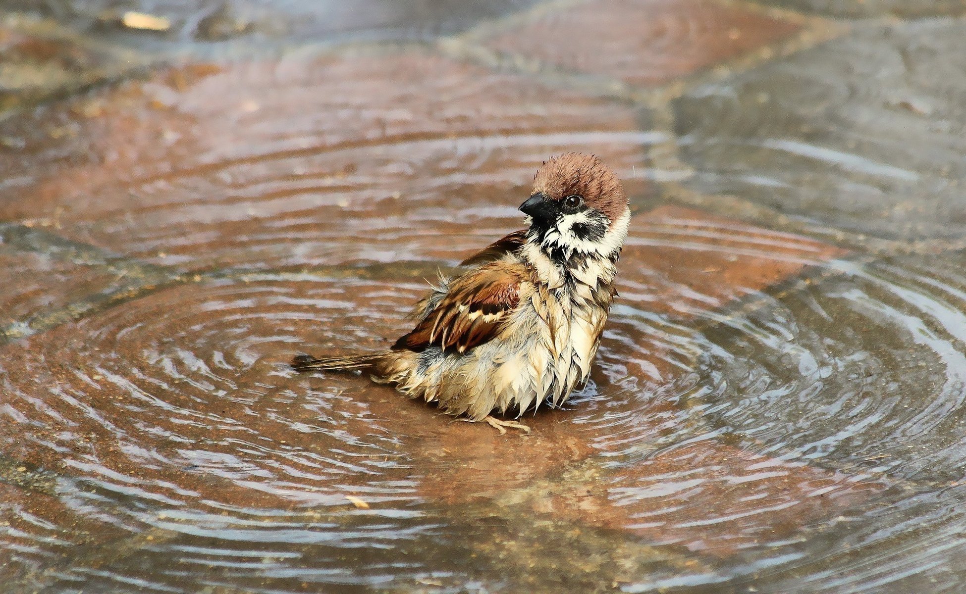 bird puddle wet water bathing sparrow