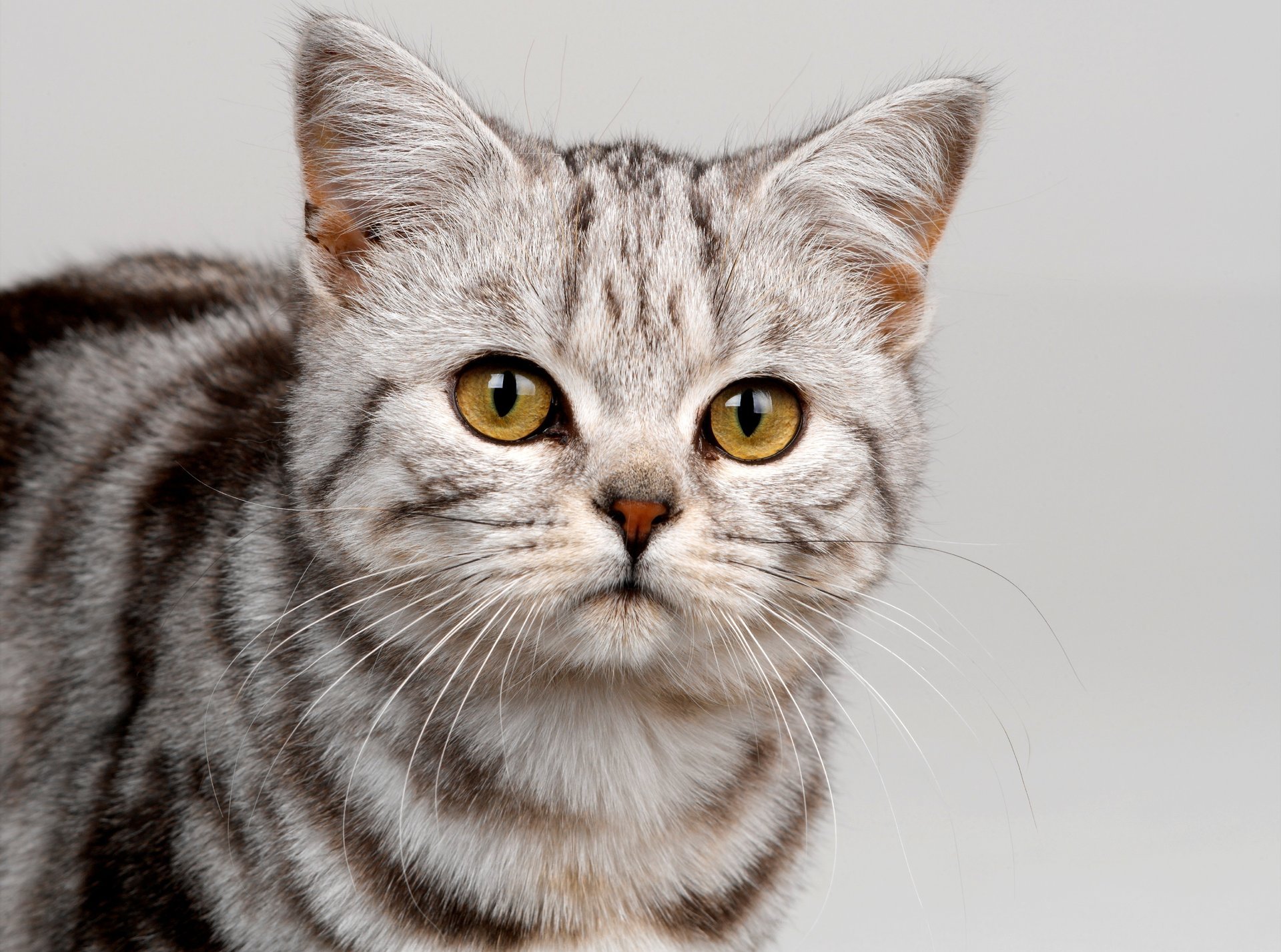 gato color rayas gris mirada bigote hocico gato