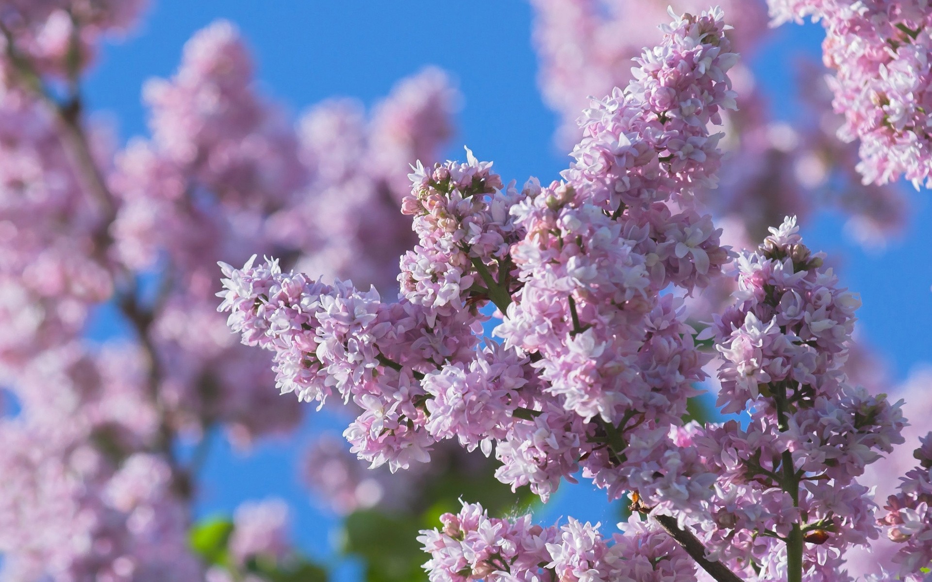 nature fleurs lilas violet branche gros plan printemps