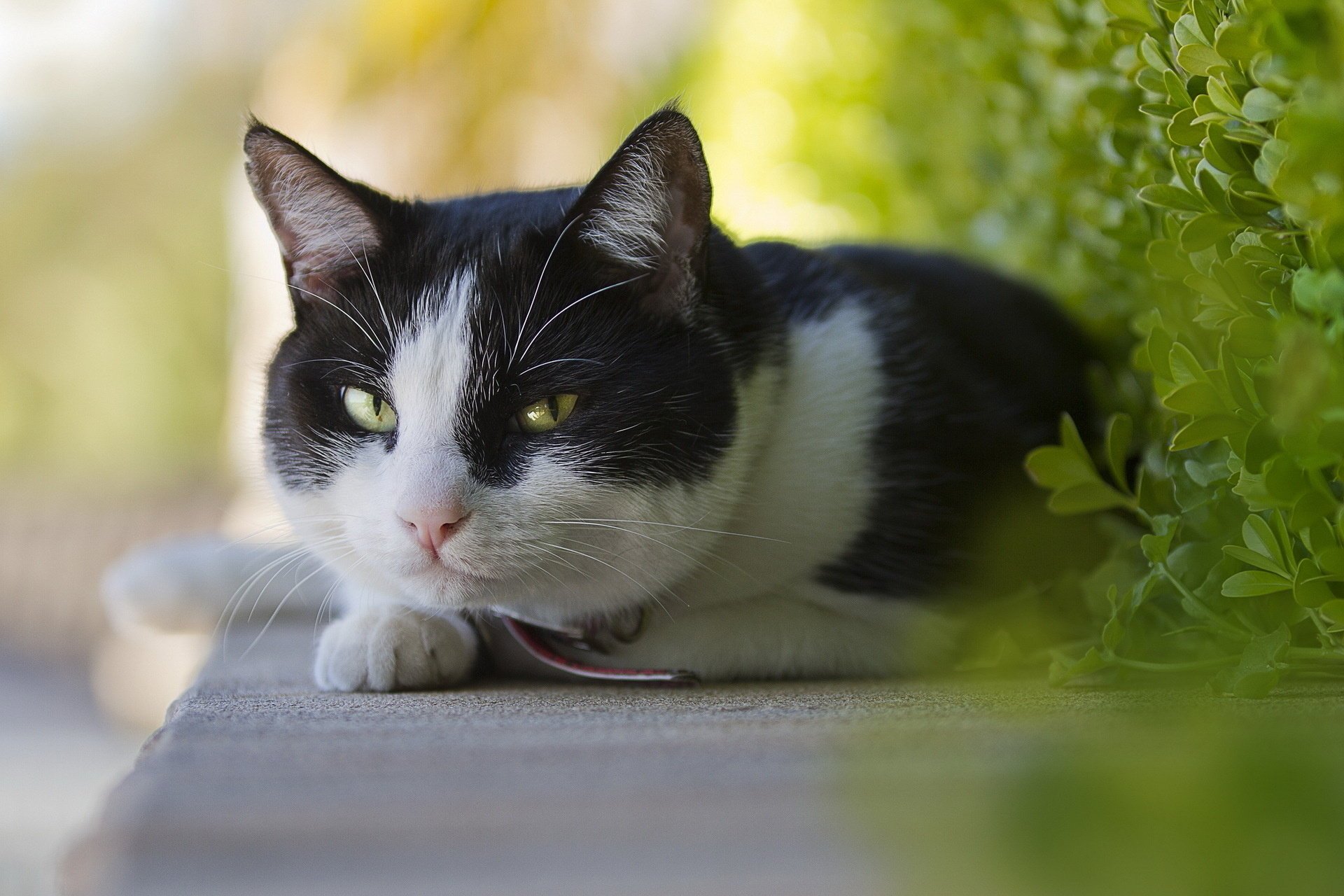 gato fondo mirada