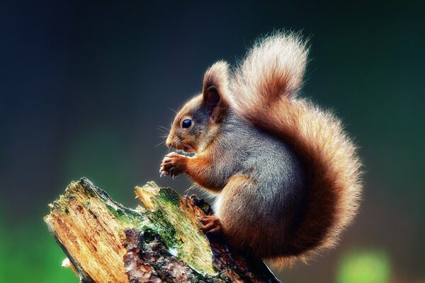 The squirrel is sitting on a stump with folded paws