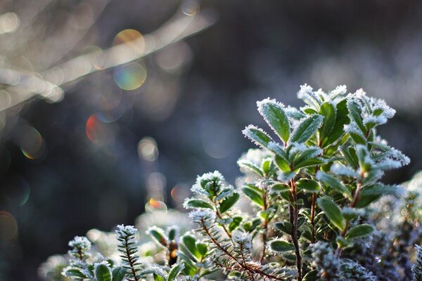 Pflanzen an einem frostigen Tag im Schnee