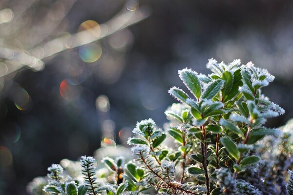 Plantes sur une journée glaciale au milieu de la neige