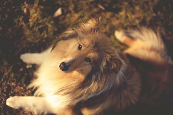 The muzzle of a collie dog on leaves