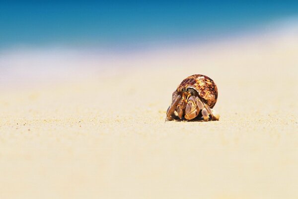 Crab near the sea on the beach