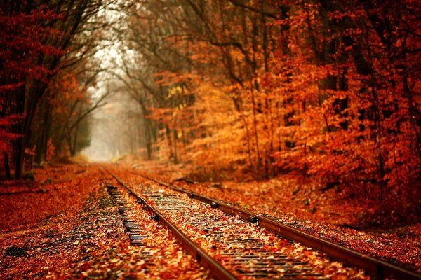 Colorido bosque en otoño cerca del ferrocarril